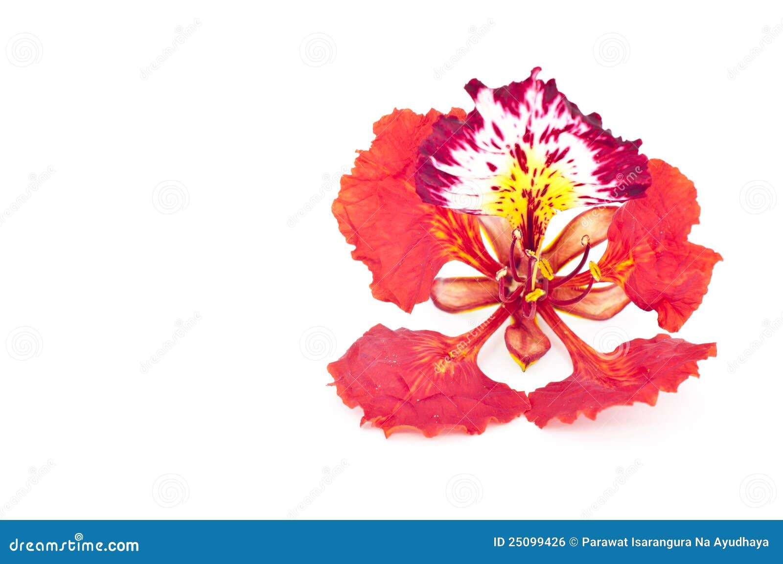 the flame and the flower the flame and the flower