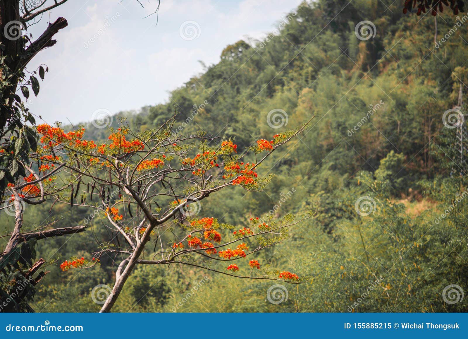 flame tree, red, mountain back