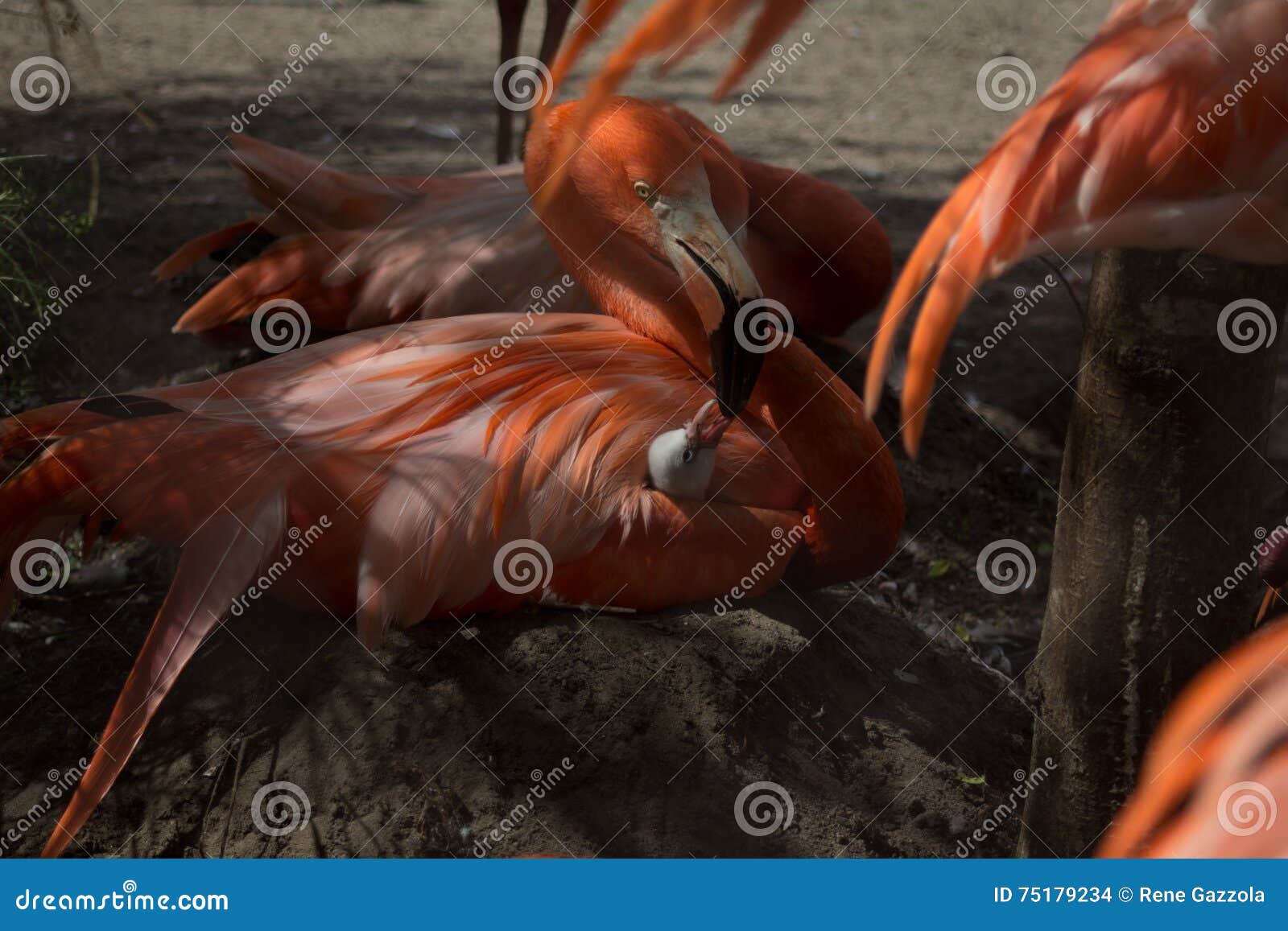 flamenco feeding