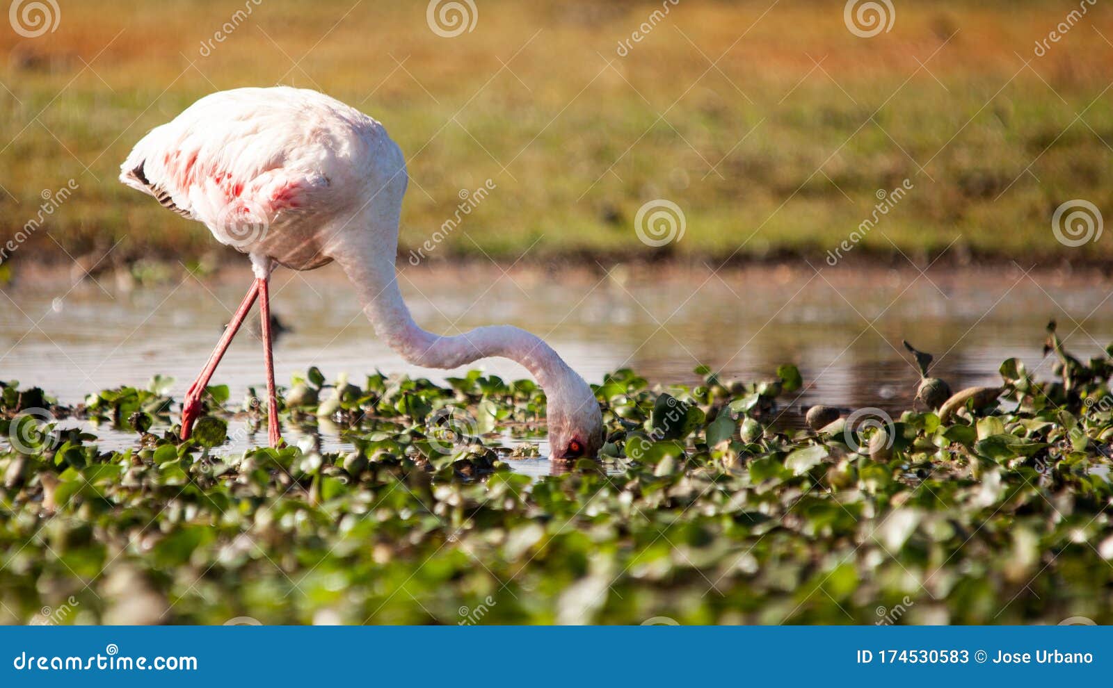 flamenco rosa salvaje en kenia