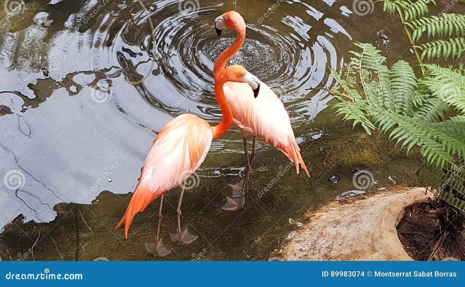Flamencos foto de archivo. Imagen de helecho, rosa, vida - 89983074