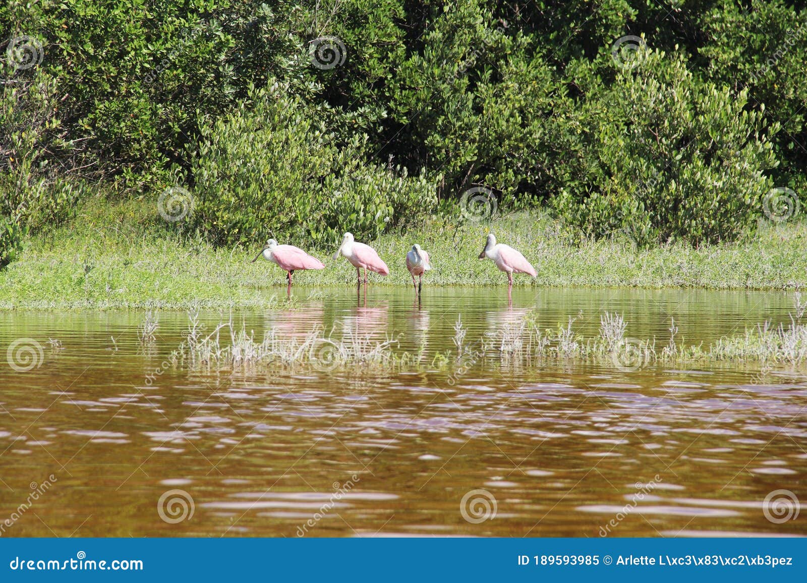 flamencos en celestun quintana roo en agua roja