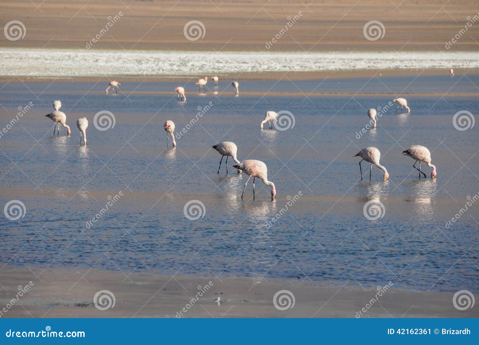 flamencos in sur lipez, bolivia