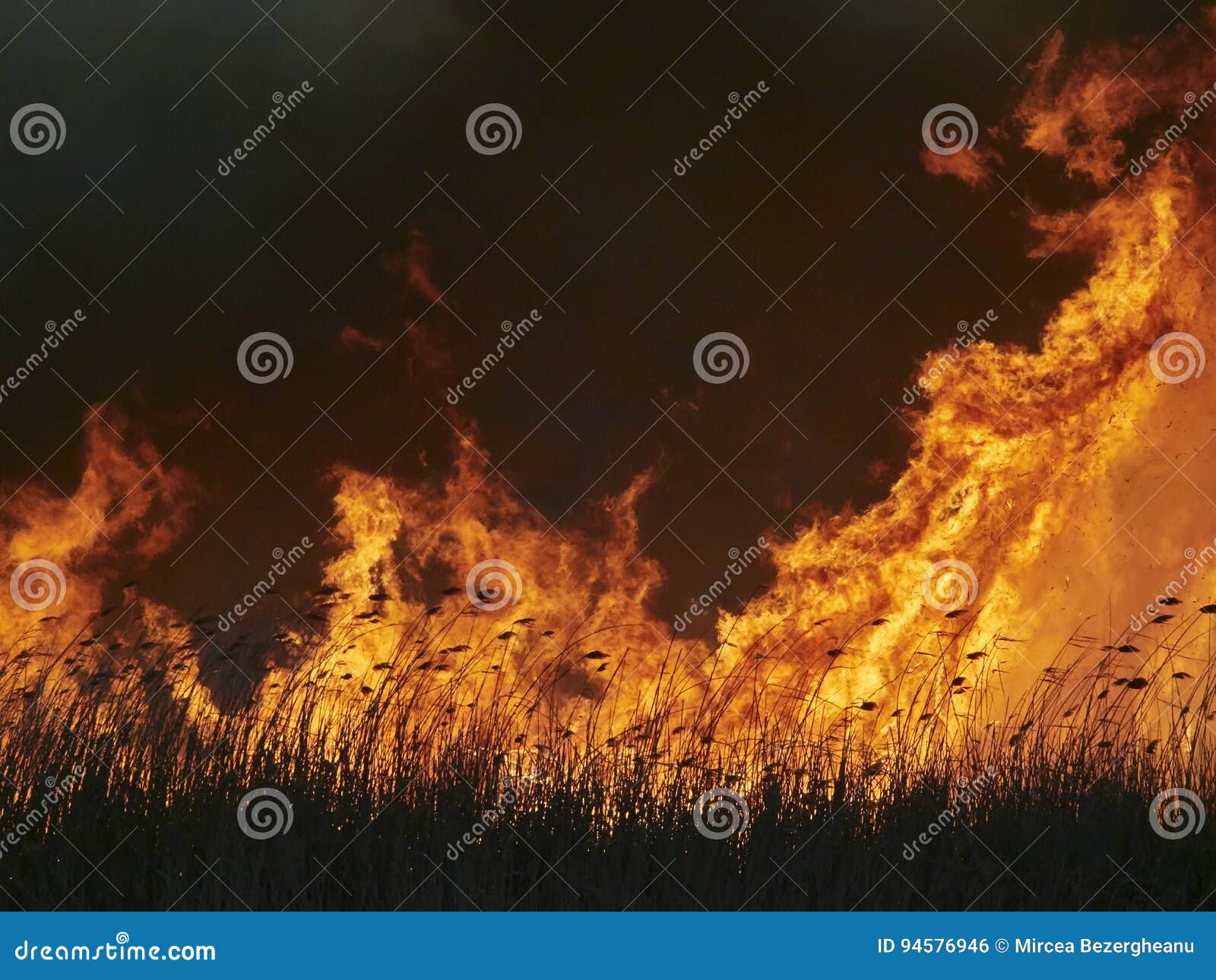 Field On Fire Orange Glow Stock Photography 51286634