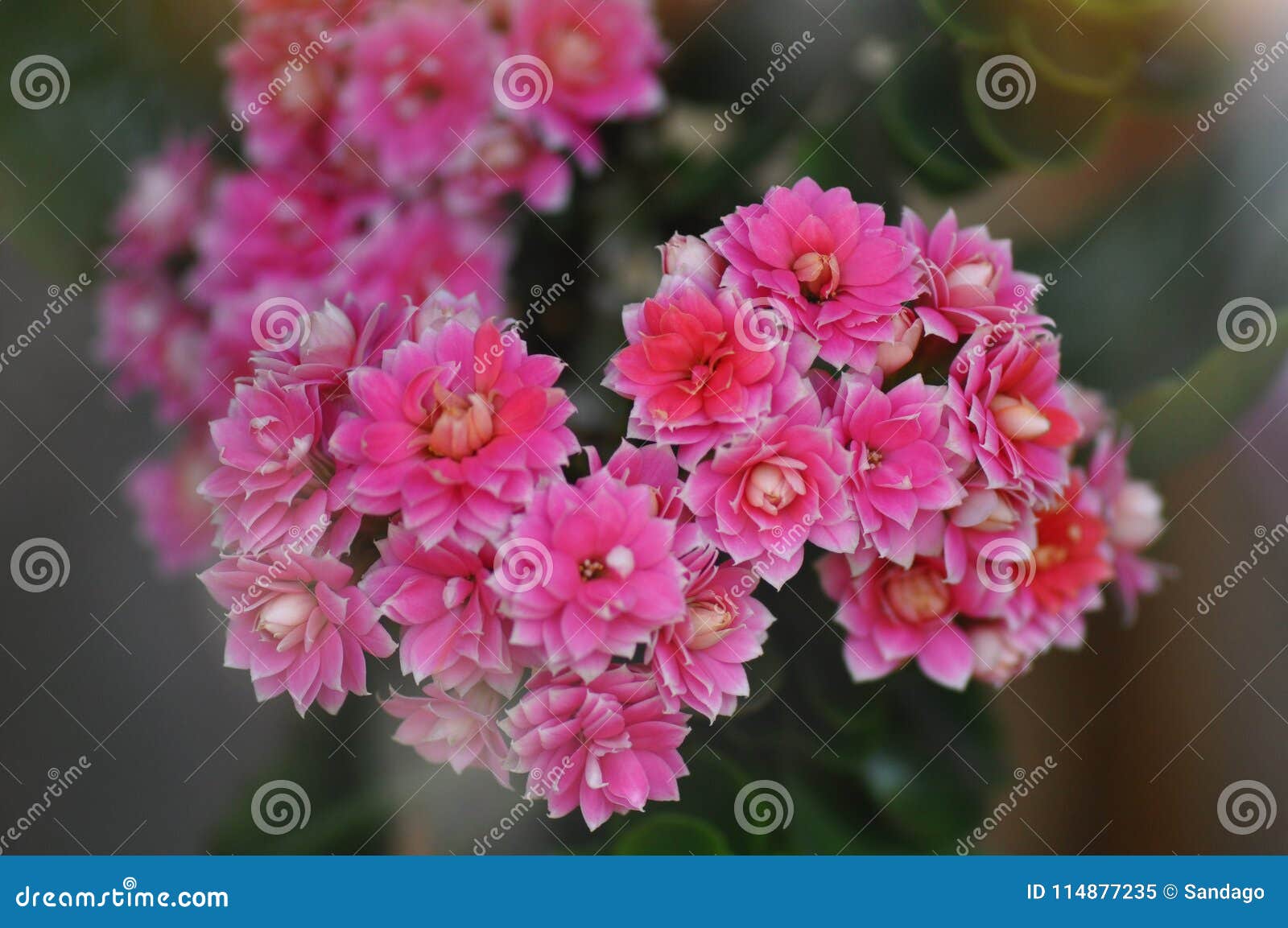 Flaming Katy flower stock image. Image of close, biology 114877235