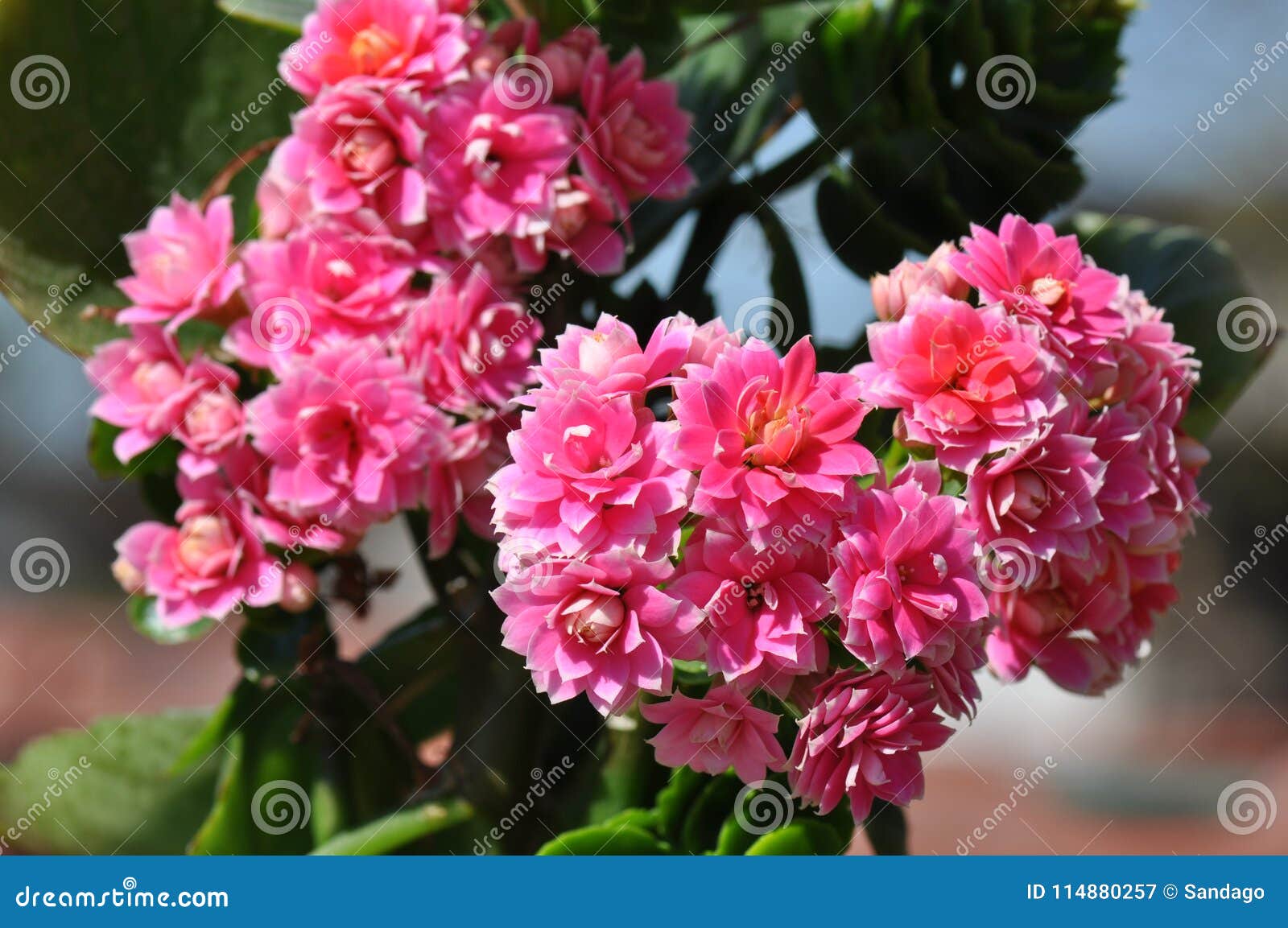 Flaming Katy flower stock image. Image of blossfeldiana 114880257
