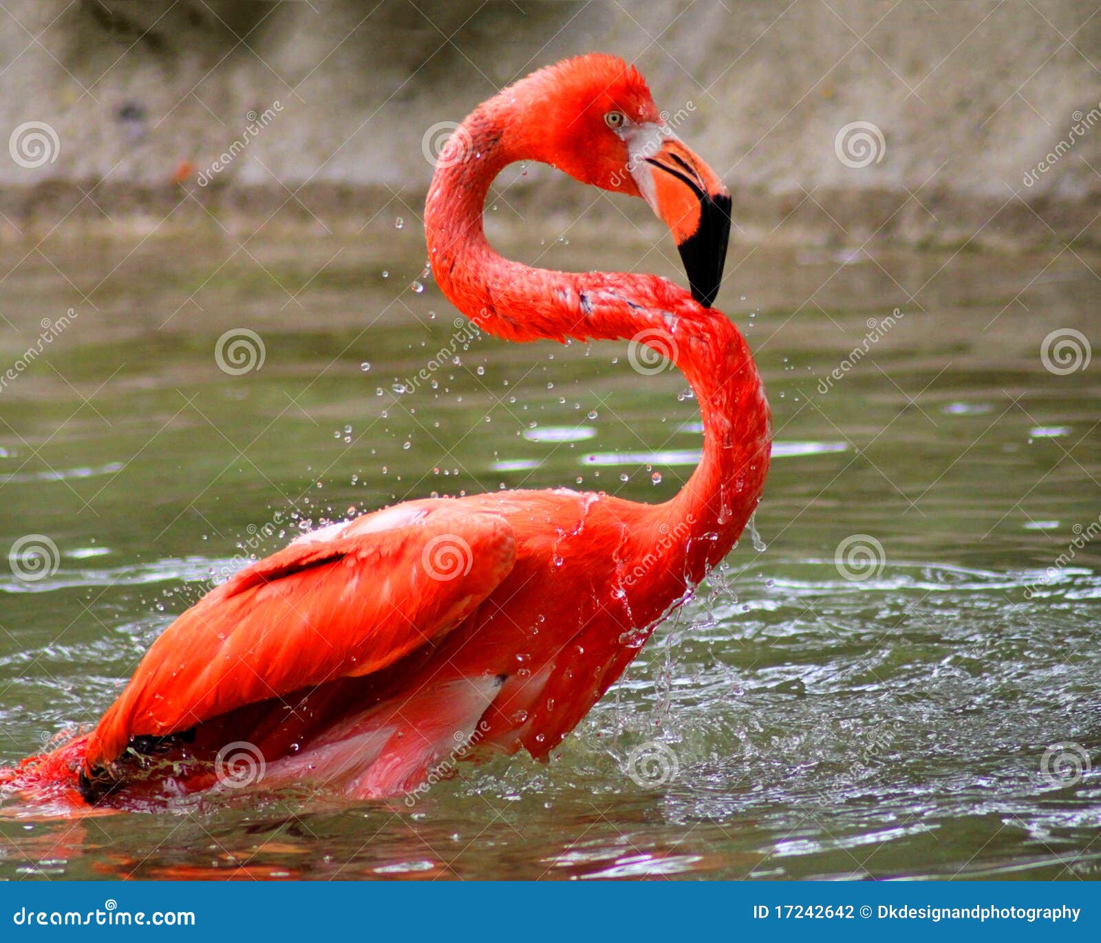 flamingo