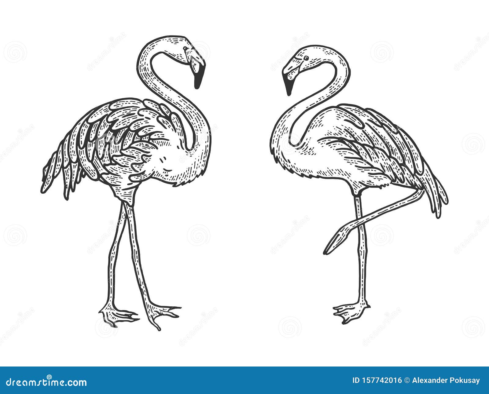 Premium Vector  Flamingo tropical bird sketch hand drawn illustration  realistic vintage black line style ink art