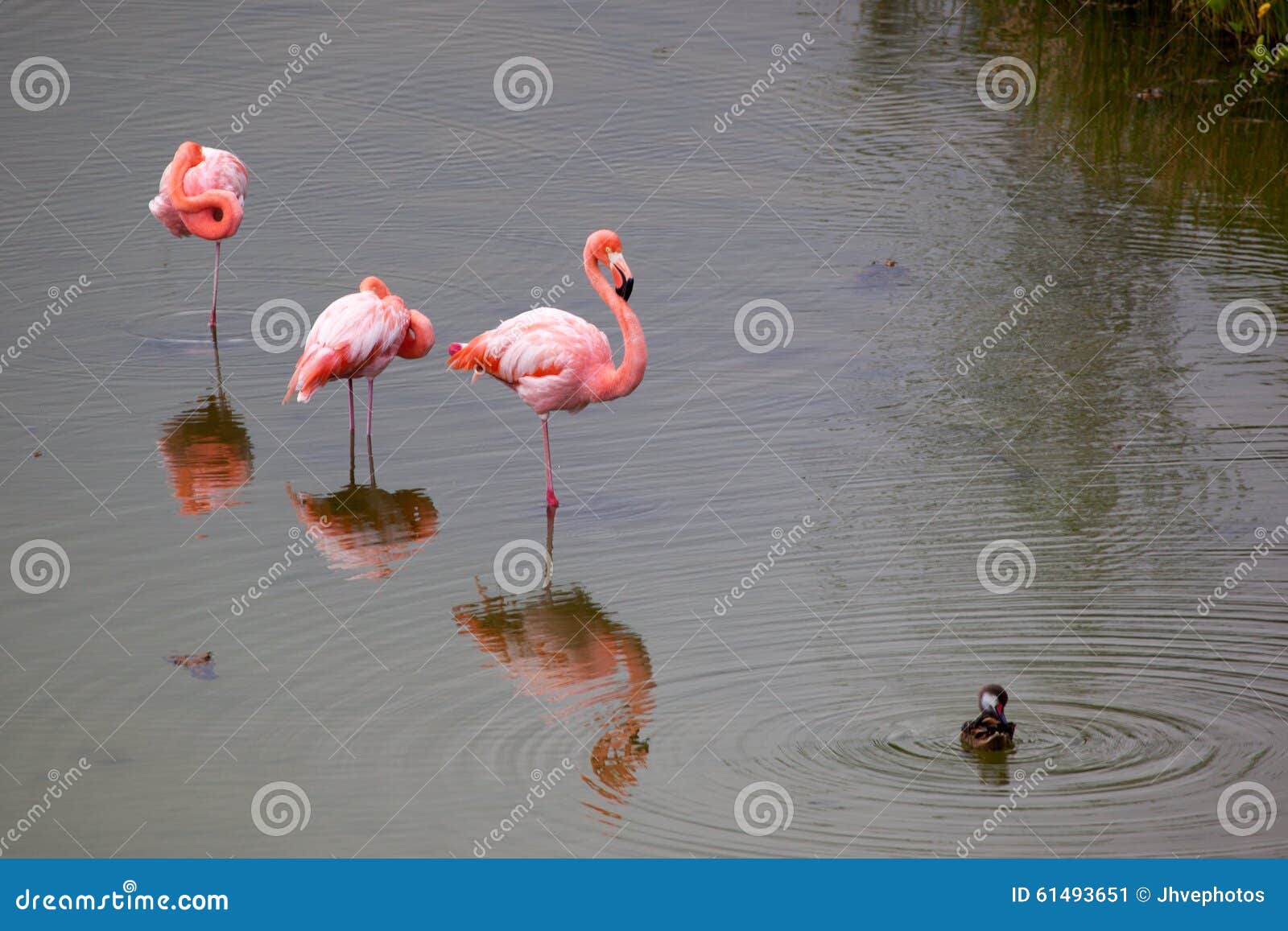 Flamingo Drei, Der Im Wasser Mit Ente Steht Stockbild - Bild von federn,  grösser: 61493651