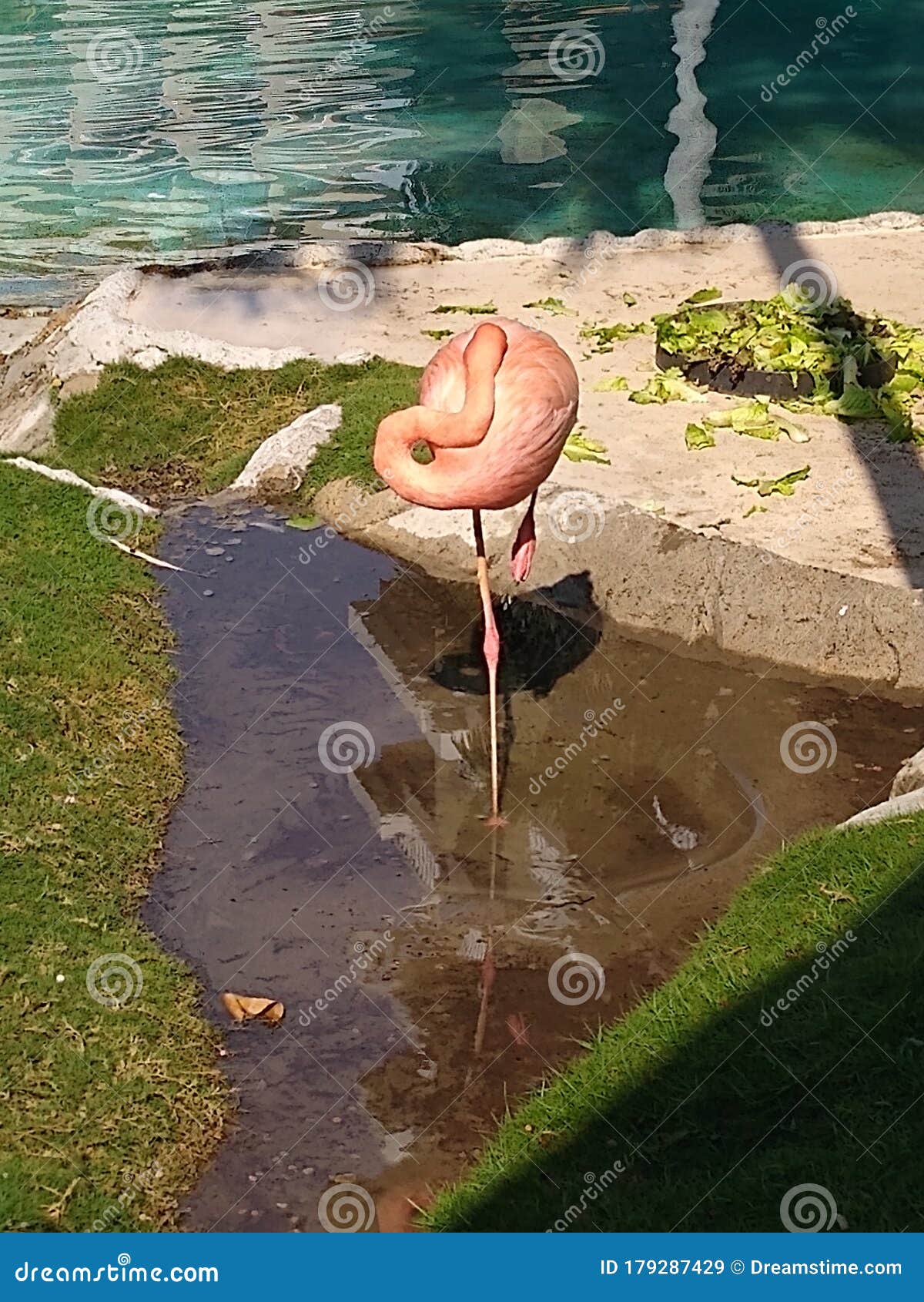 flamingo en equilibrio