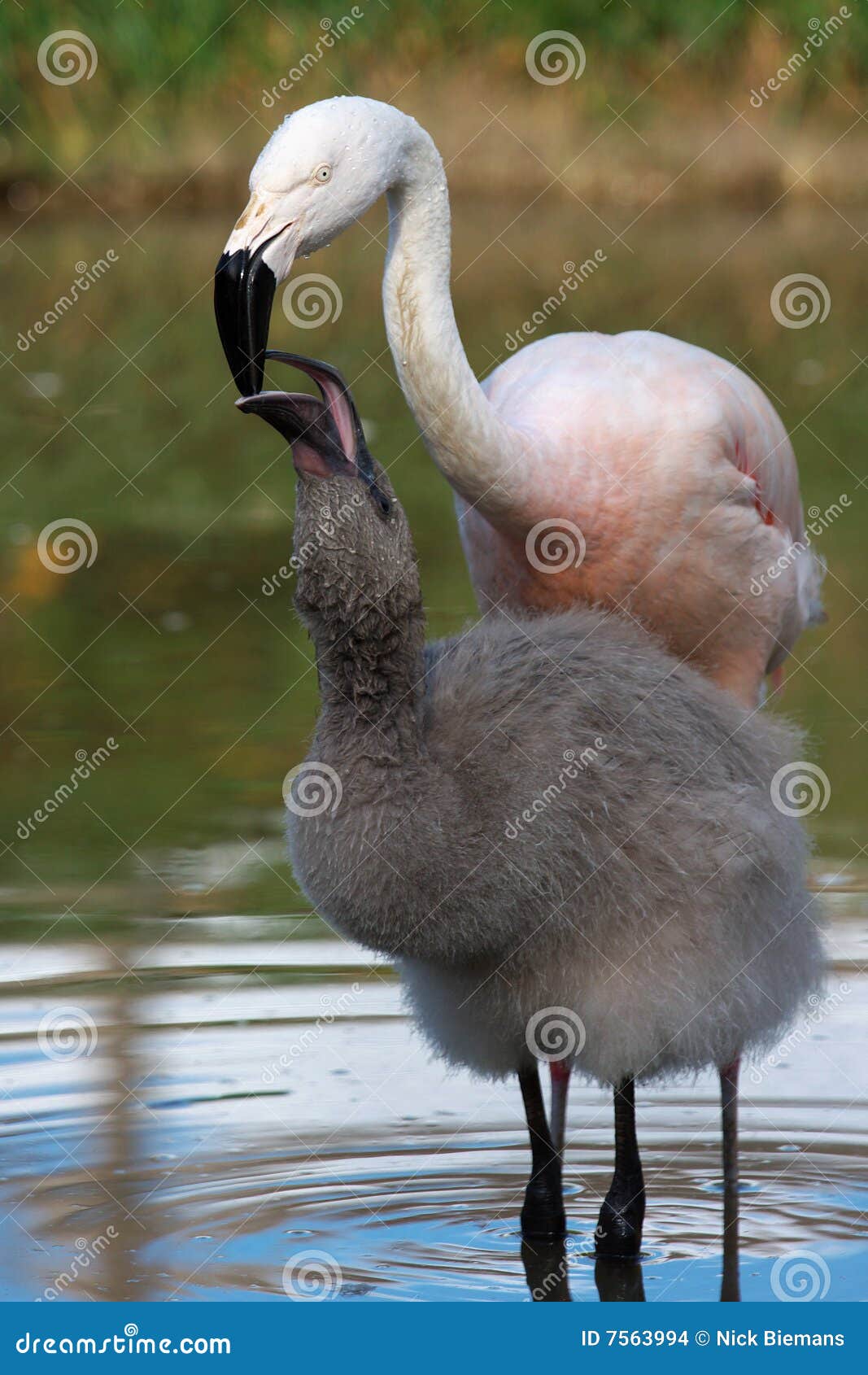Flamingo Feeding Her Young in the Water Stock Photo Image of flamingo
