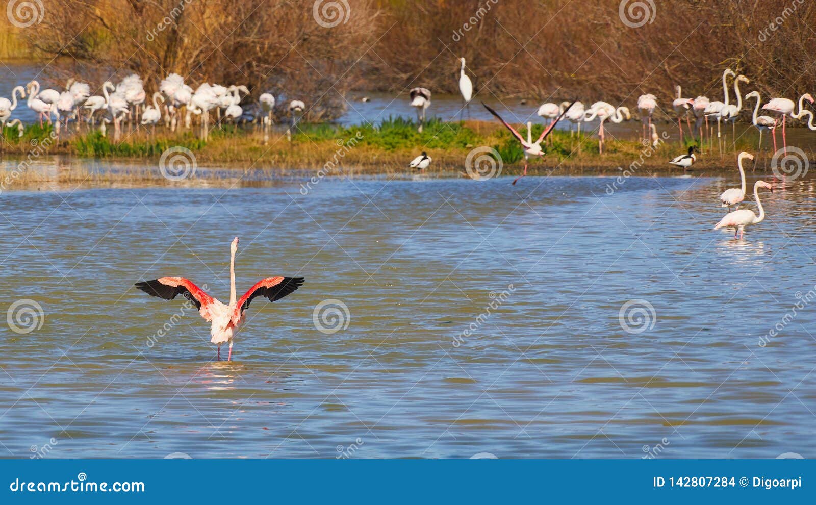 flamingo flock in a national park in catalonia of spain aiguamolls de l emporda