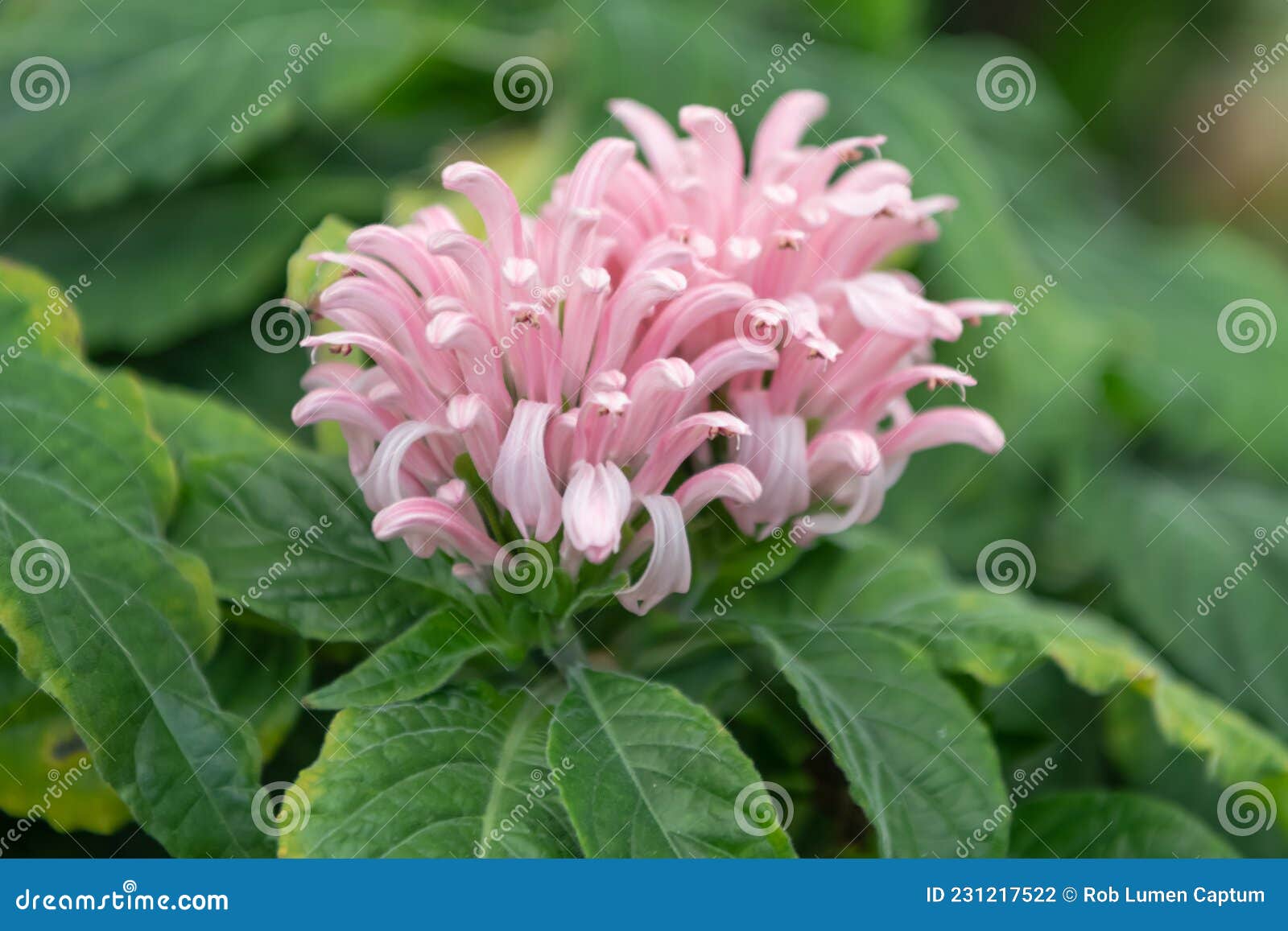 brazilian plume flower, justicia carnea, pinkish flower