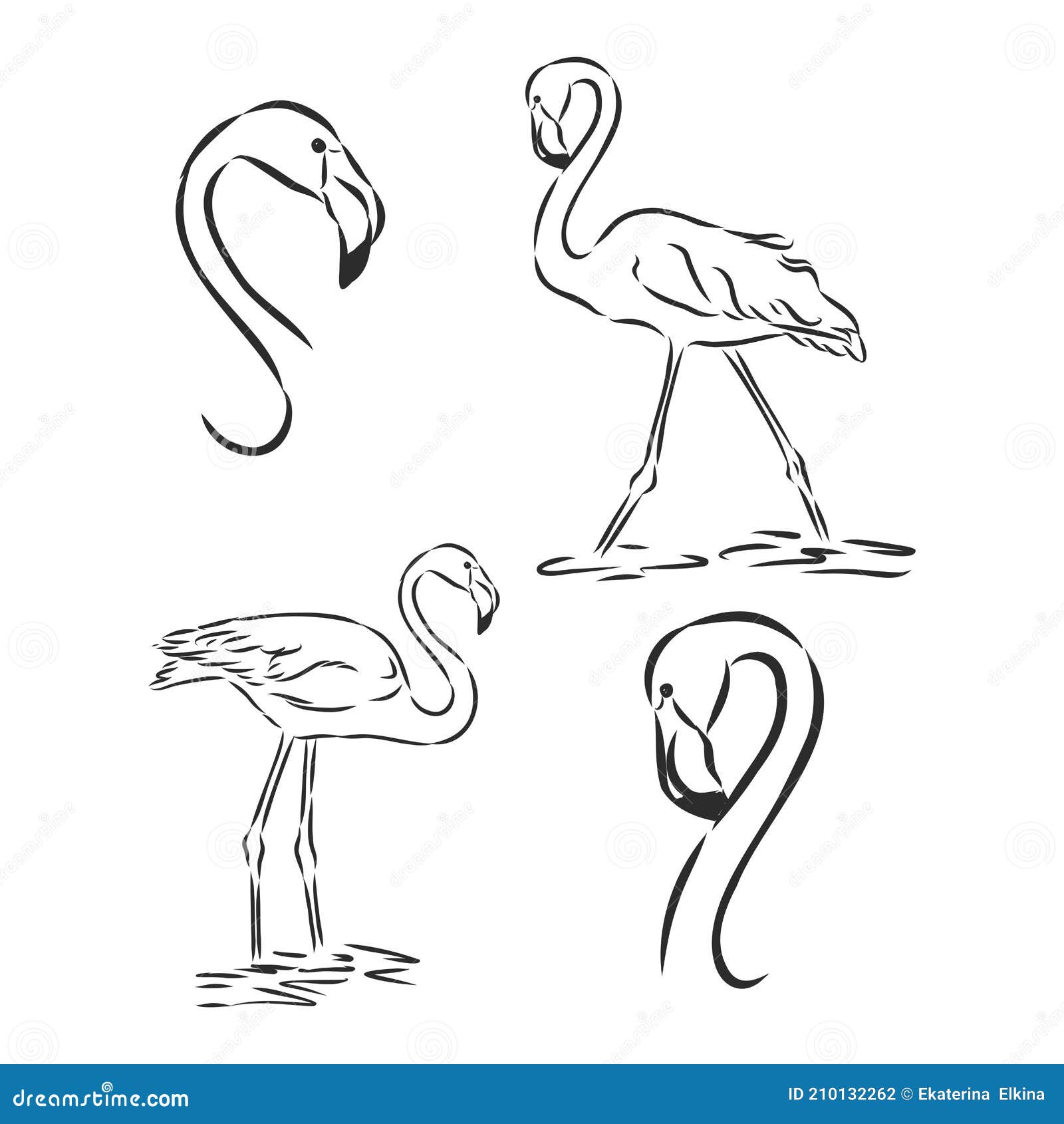 Tropical Flamingo Sketch