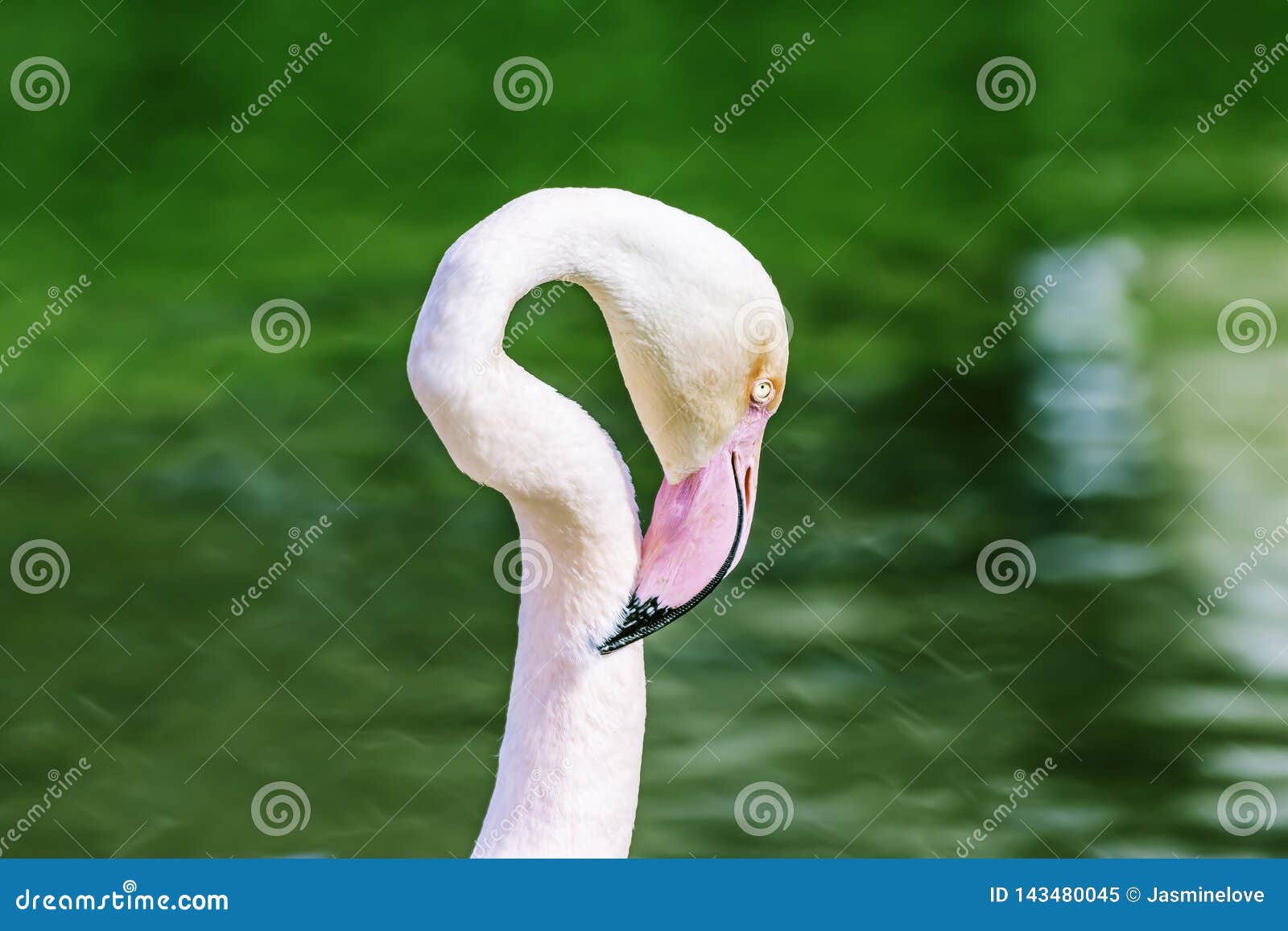 flamingo head and neck, blurred green water in background
