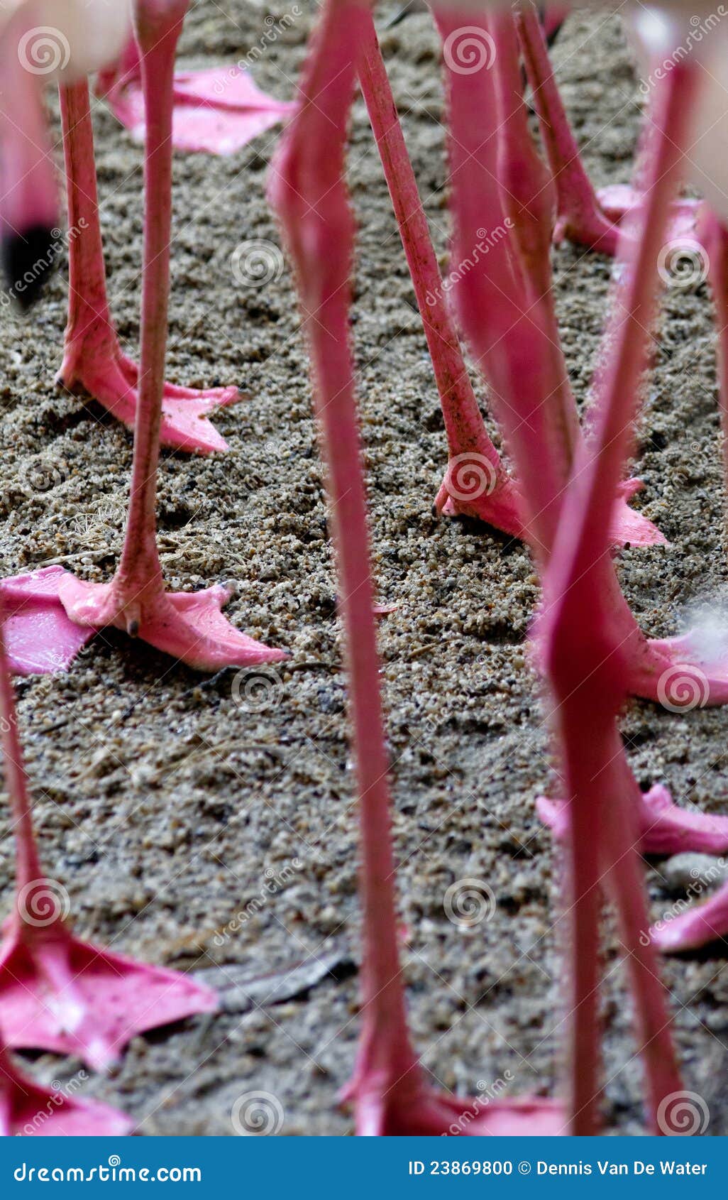 flamingo legs and feet flamingo legs and feet