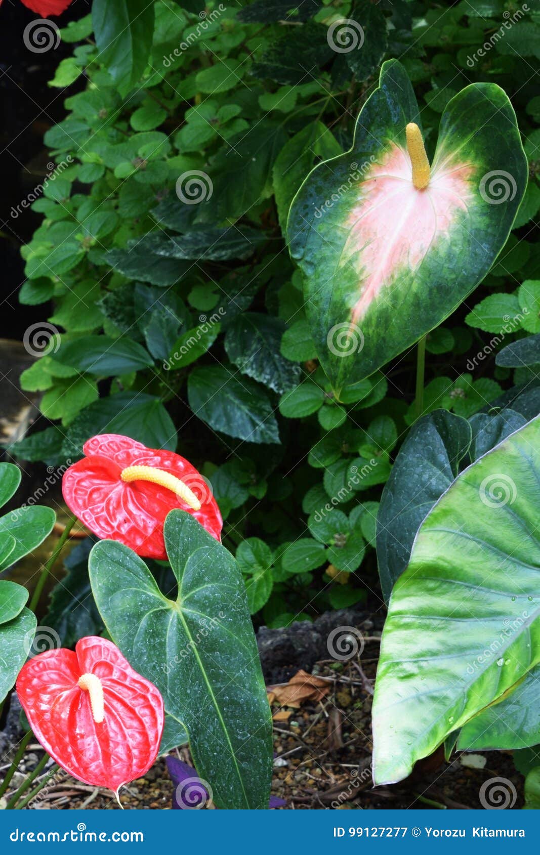 flamingo lily cats flamingo lily cats