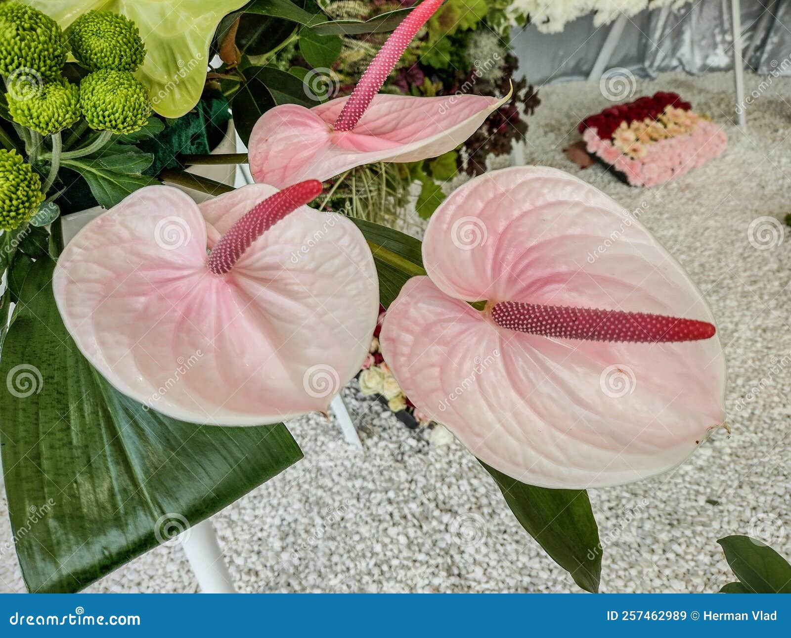 Flamingolily Flowers. Anthurium Andraeanum Stock Image Image of