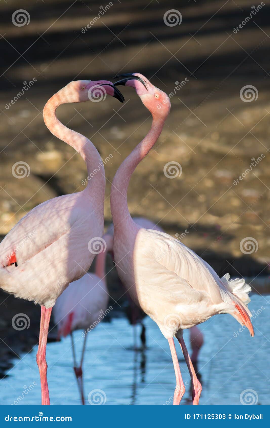 Flamingo Love. Beautiful Dancing Birds Stock Image - Image of togetherness, valentines: 171125303 Flamingo Love. Beautiful Dancing Birds Stock Image - Image of togetherness, valentines: 171125303
