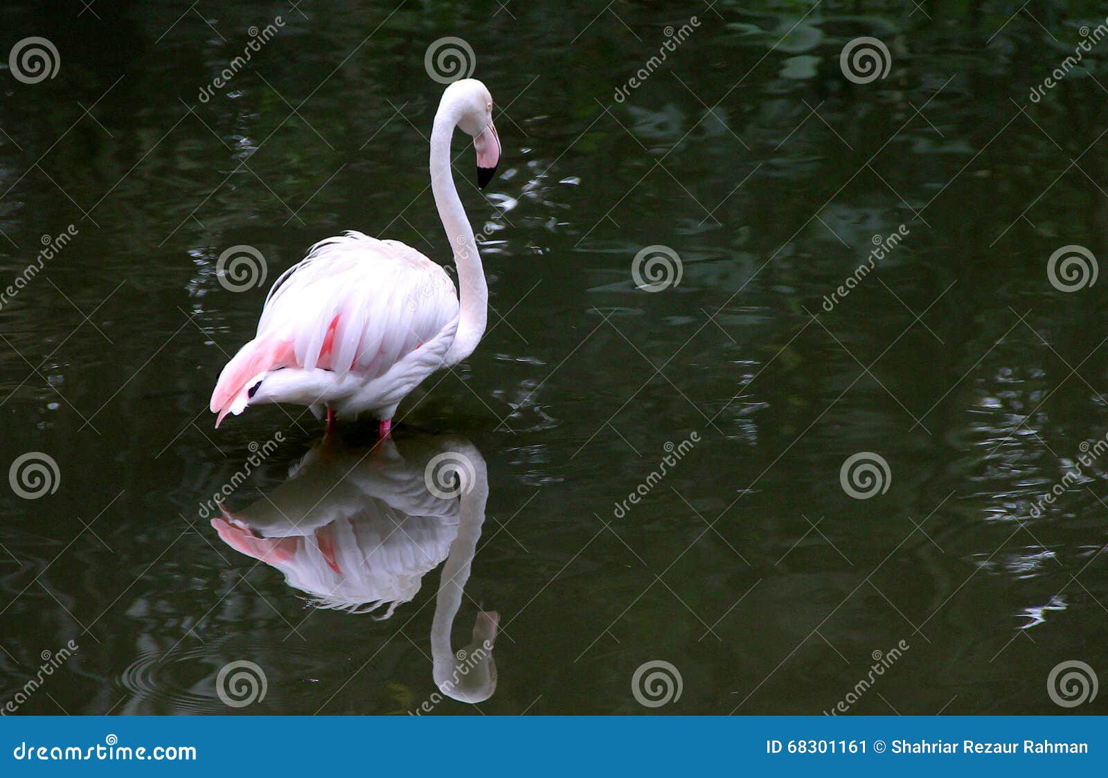Flamingo stock image. Image of beautiful, nice, taken