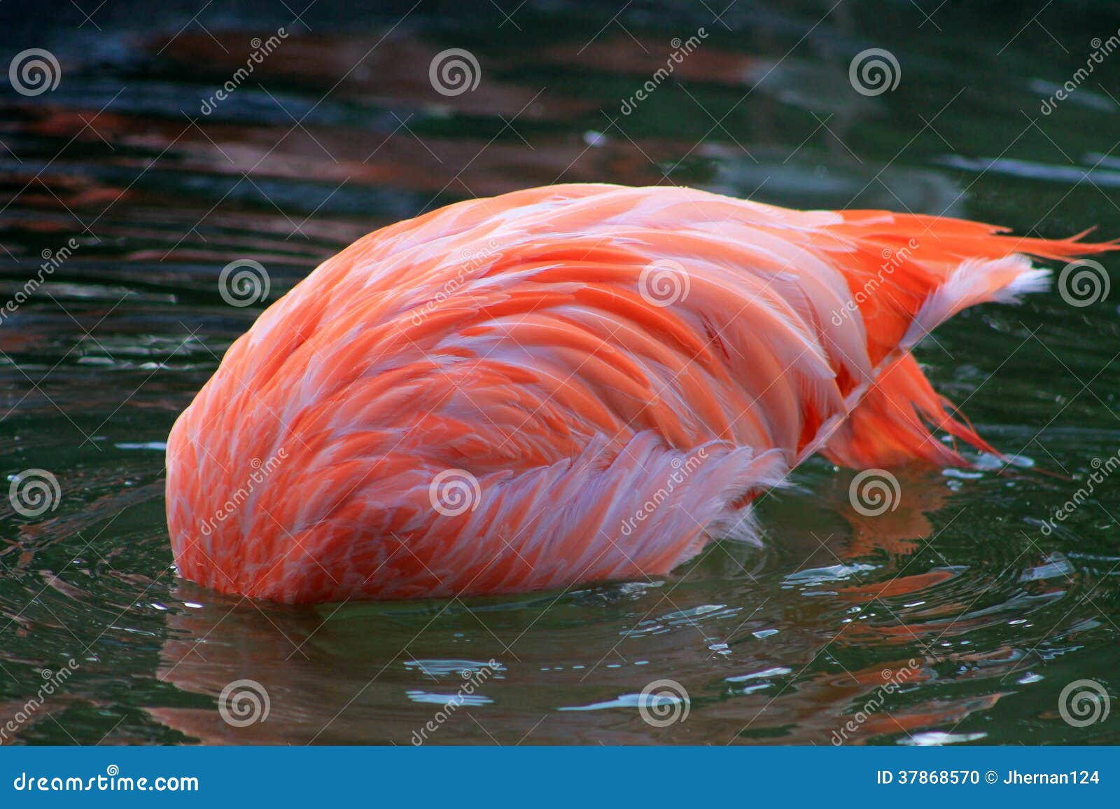 Flamingo no head stock photo. Image of back, head, feathers - 37868570 Flamingo no head stock photo. Image of back, head, feathers - 37868570