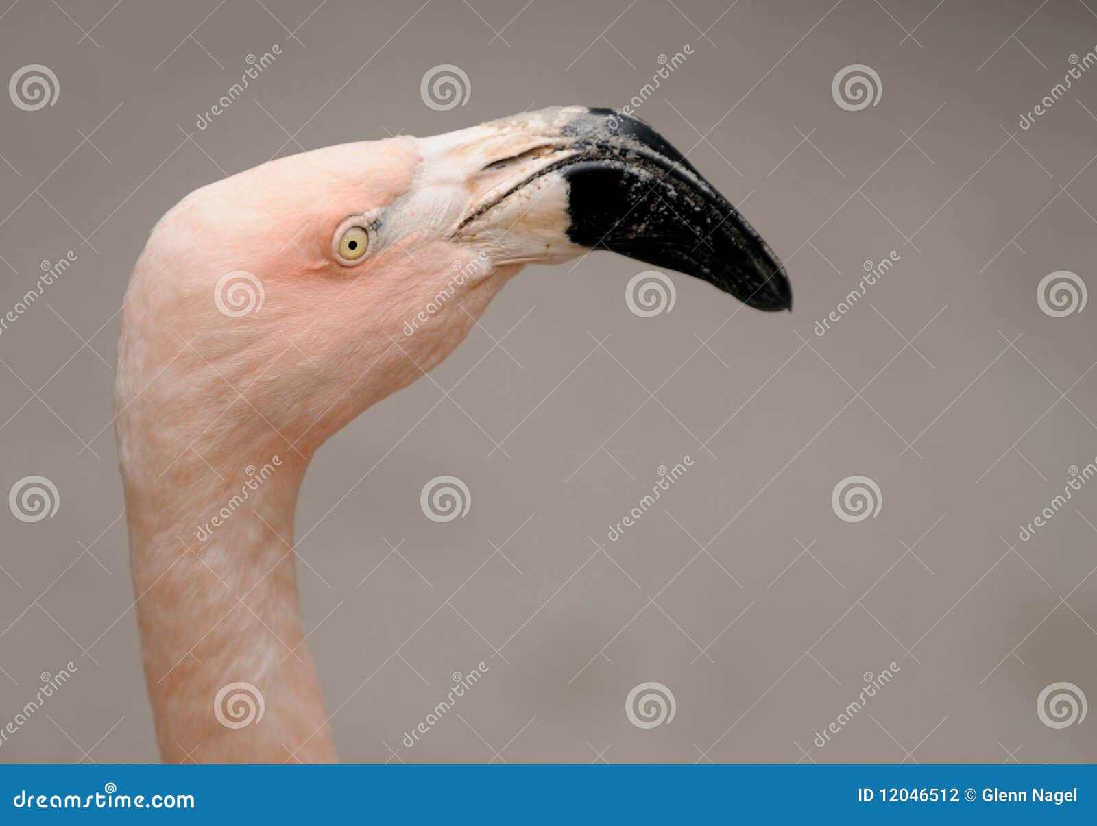 Flamingo with Nose in the Air Stock Photo - Image of feather, alone ...