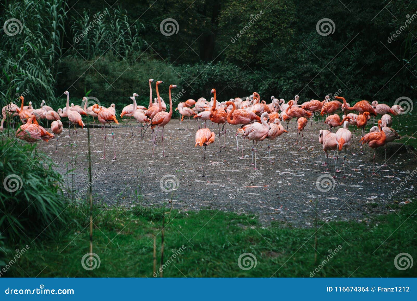 Flamingo Oder Satz Des Flamingos Im Zoo Von Prag Stockfoto Bild von