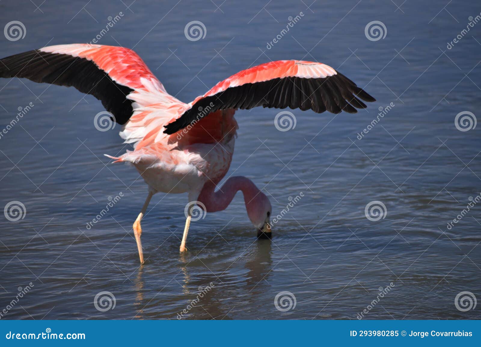 flamingo with open wings, atacama salt flat
