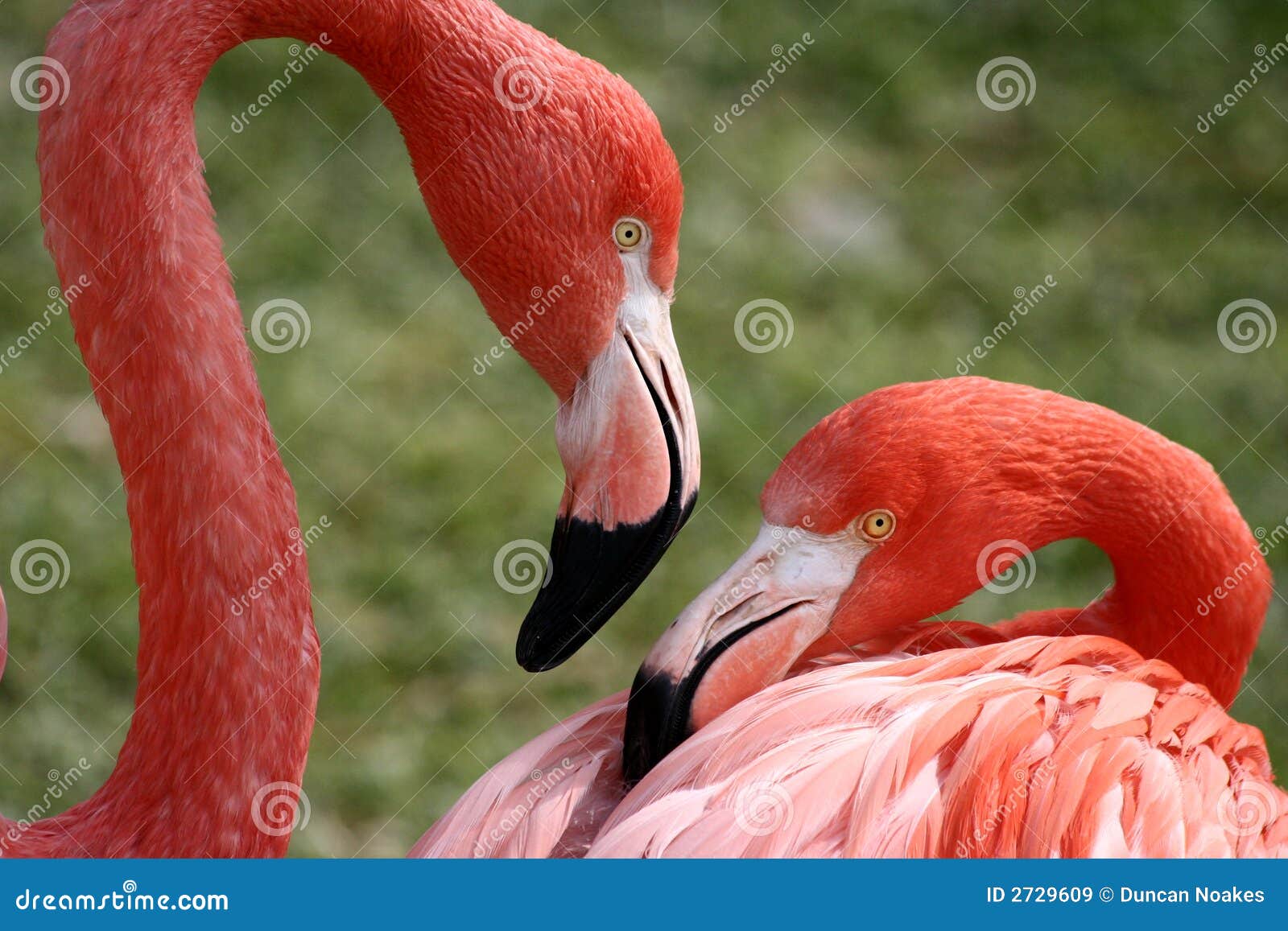 flamingo pair