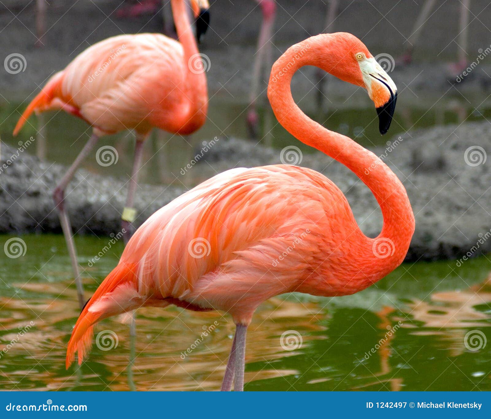flamingo profile
