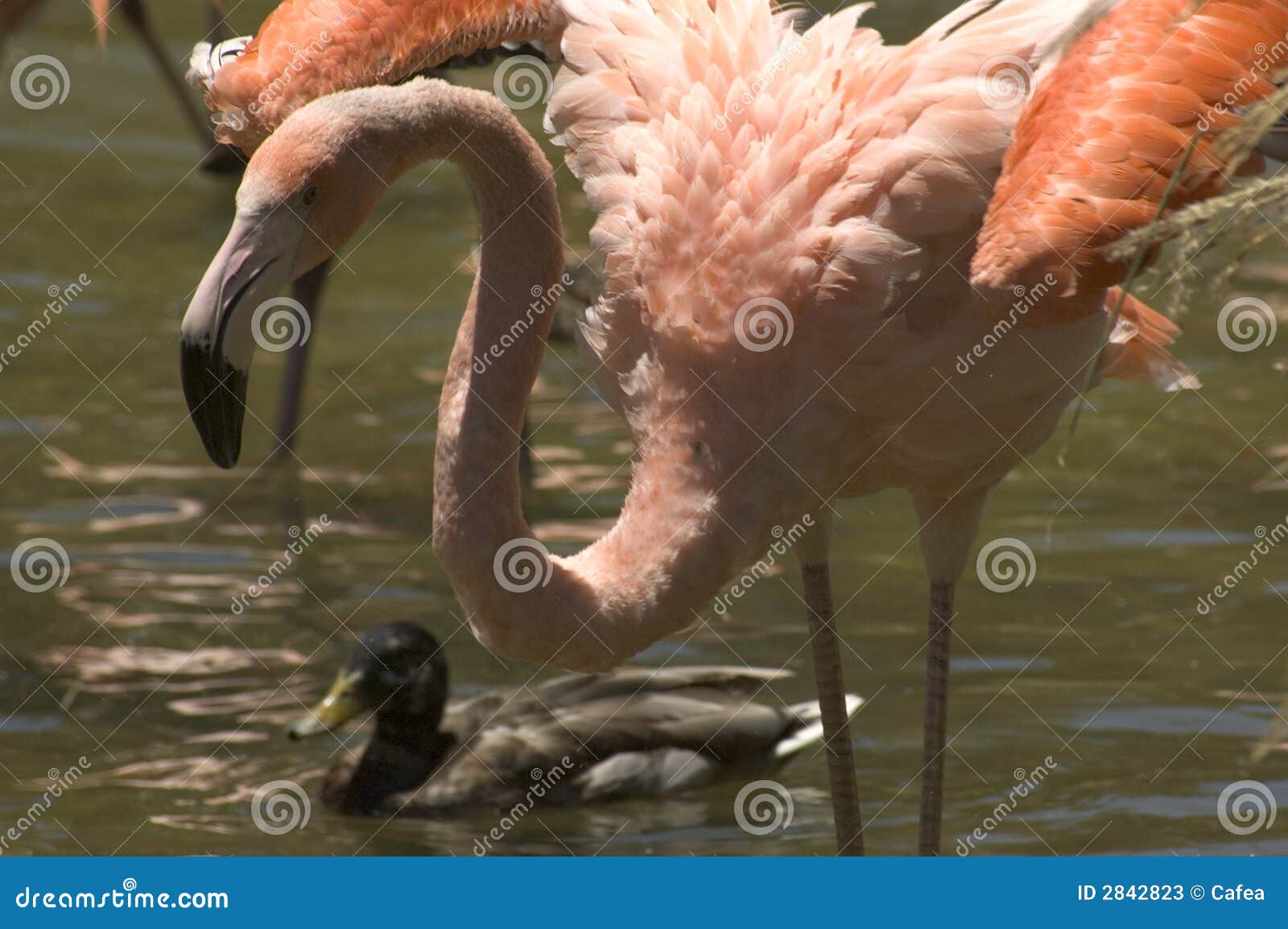 Flamingo und Ente stockbild. Bild von vogel, wildnis, federn - 2842823