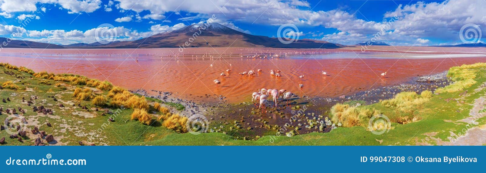 flamingoes in laguna colorada , bolivia