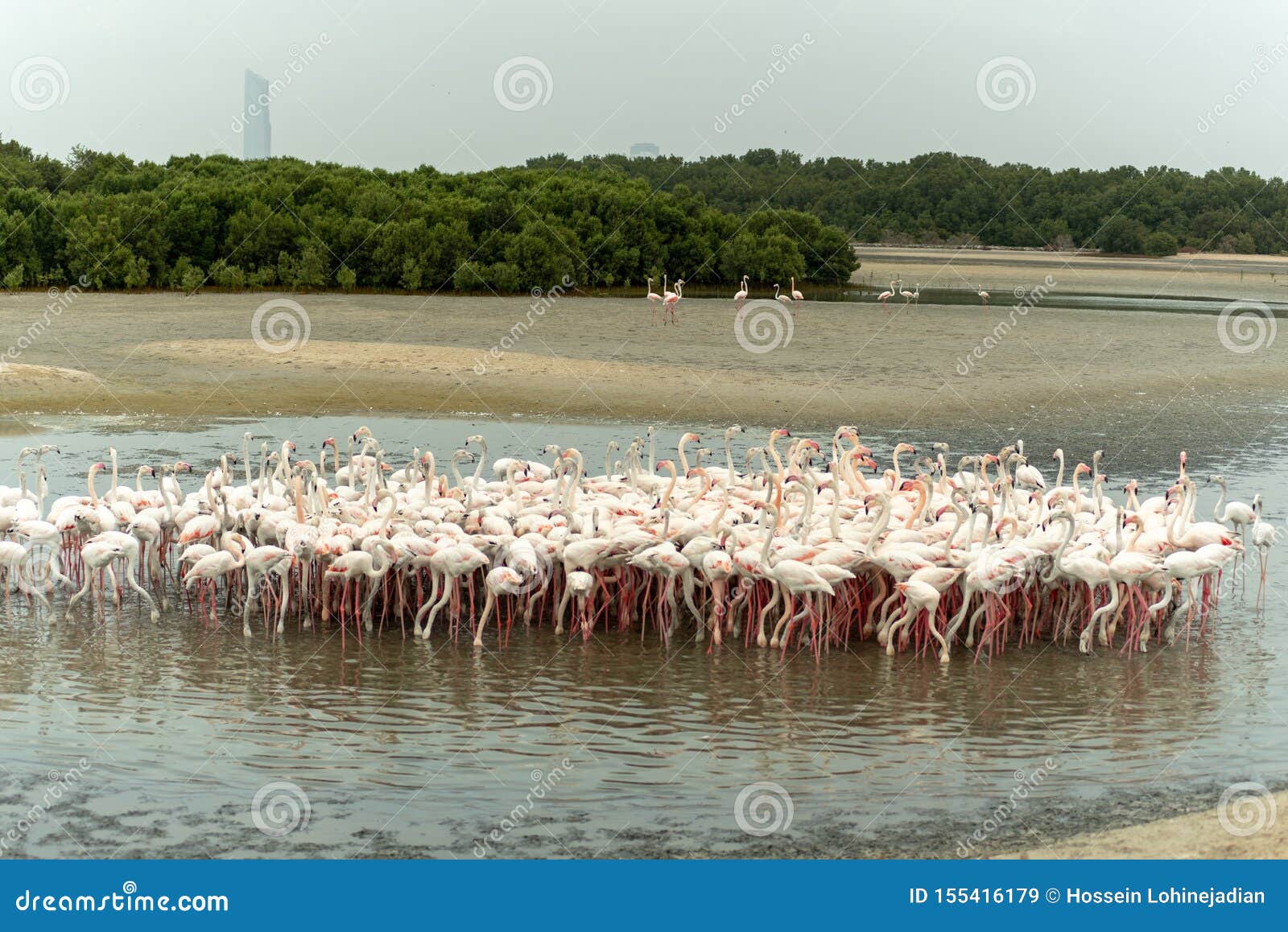 Flamingoes In Ras Al Khor Wildlife Sanctuary, Ramsar Site, Flamingo