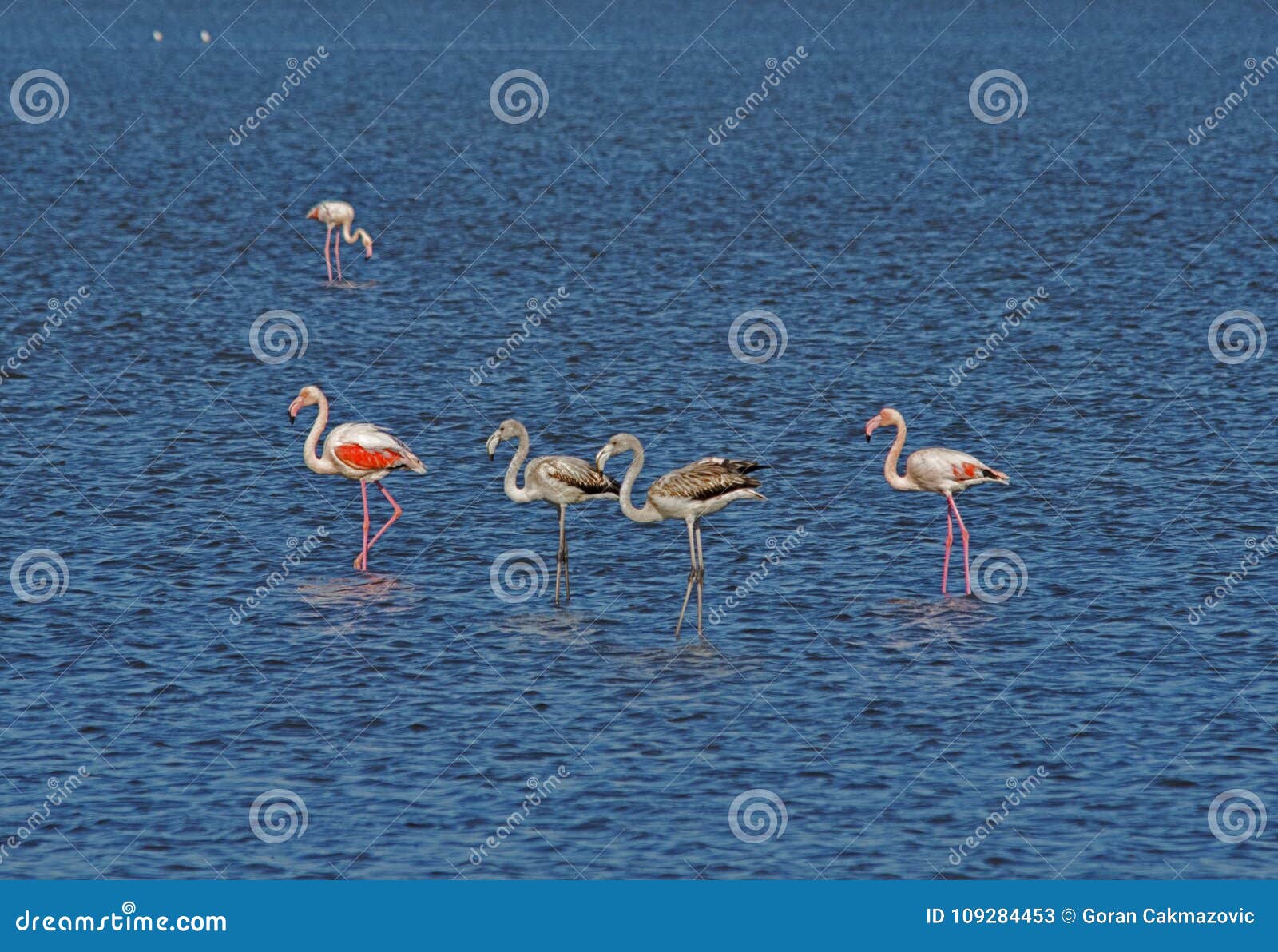 flamingos in an abandoned salt pans of ulcinj