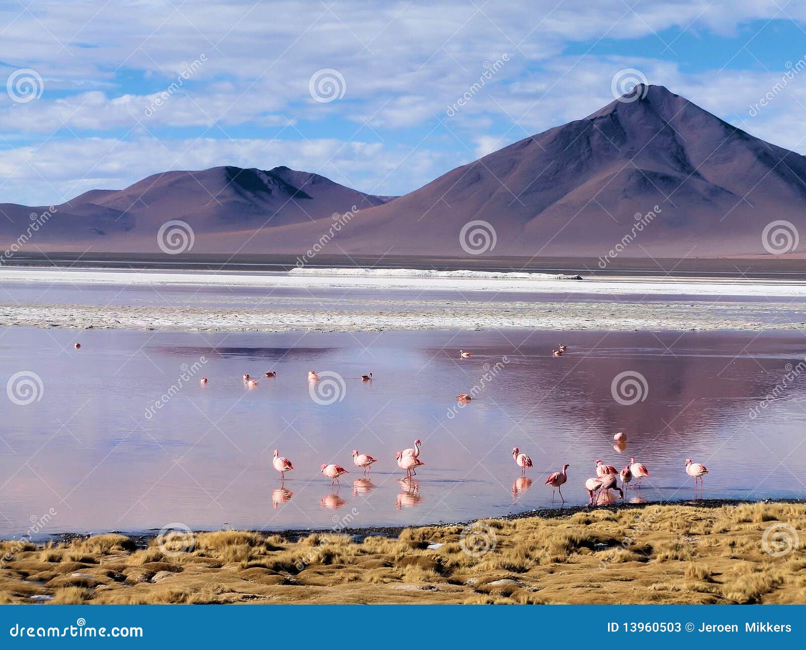 flamingos on the altiplano