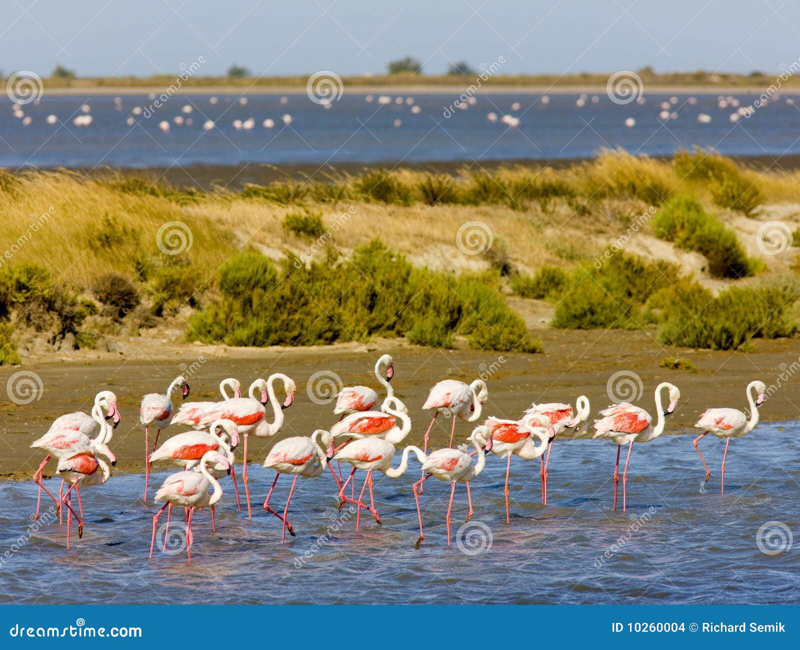 flamingos in camargue