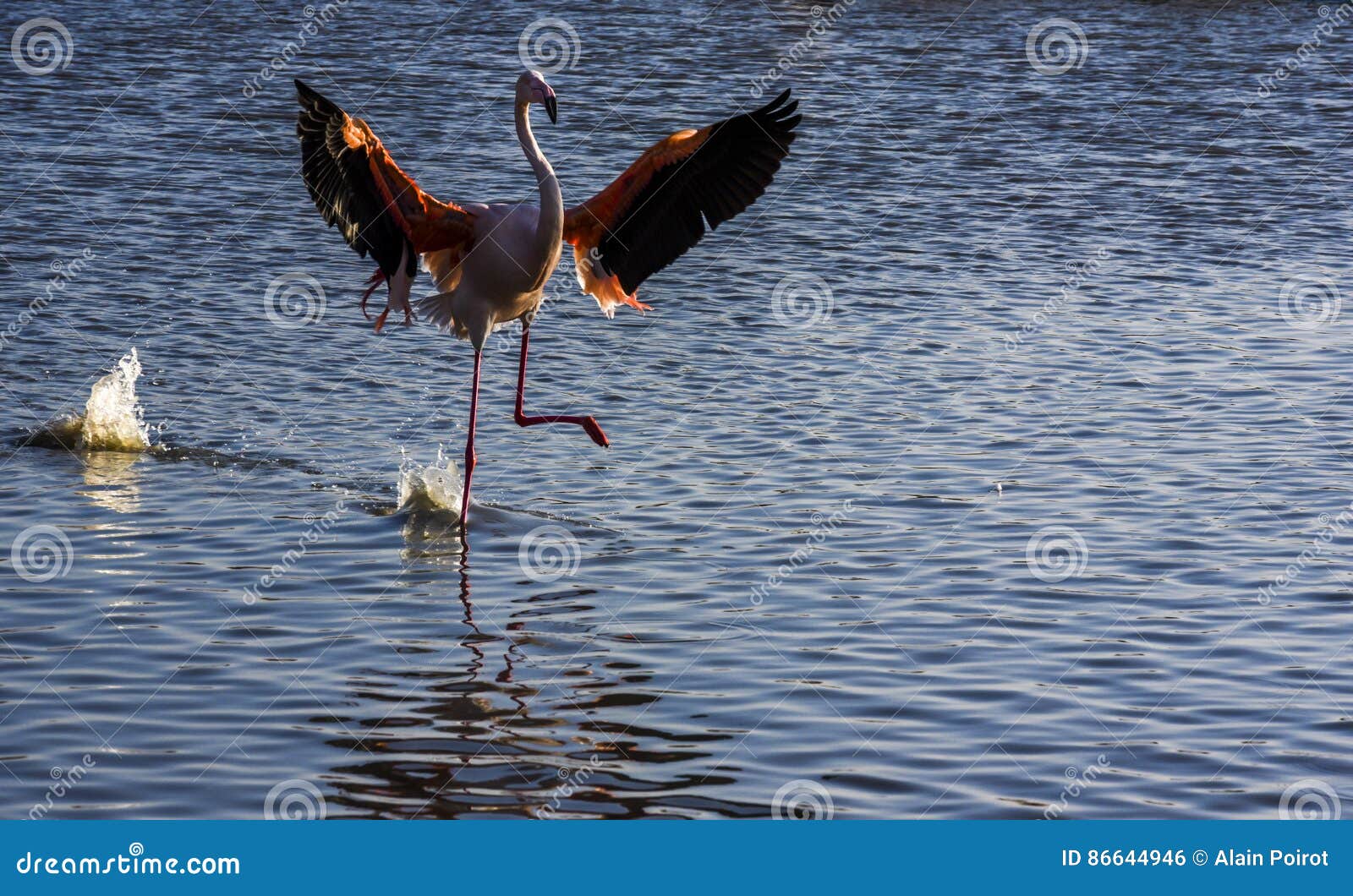 flamingos in the camargue , france