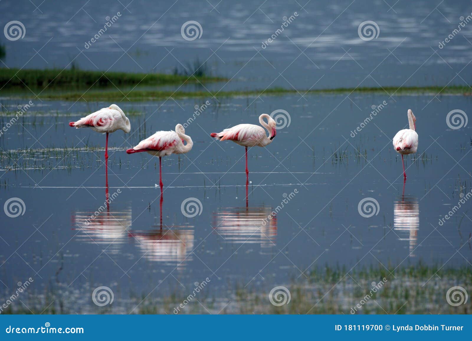 Flamingos Near Serengeti National Park Tanzania Africa Stock Photo Image Of Bird Caribbean