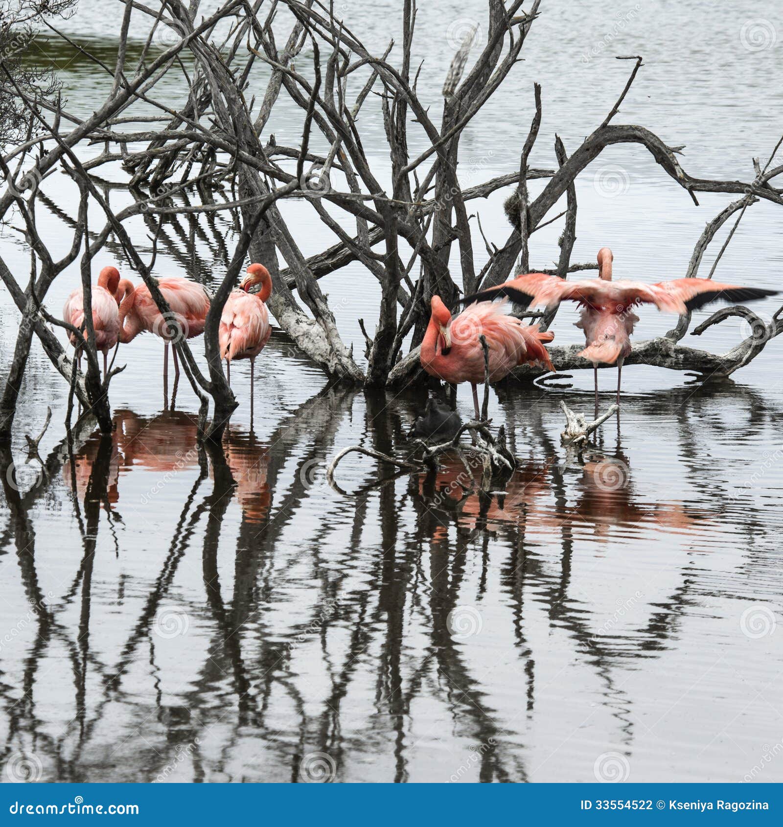 flamingos, galapagos islands