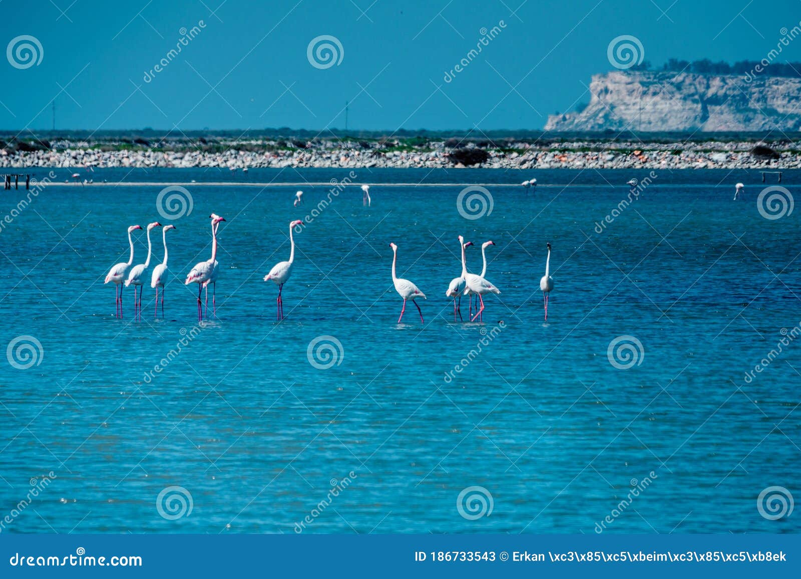 flamingos in kuÃÅ¸ cenneti, bird paradise