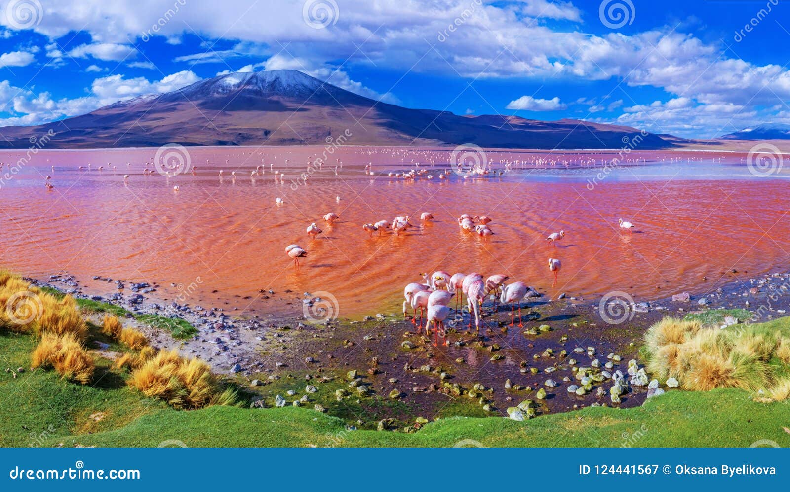 flamingos in laguna colorada , uyuni, bolivia
