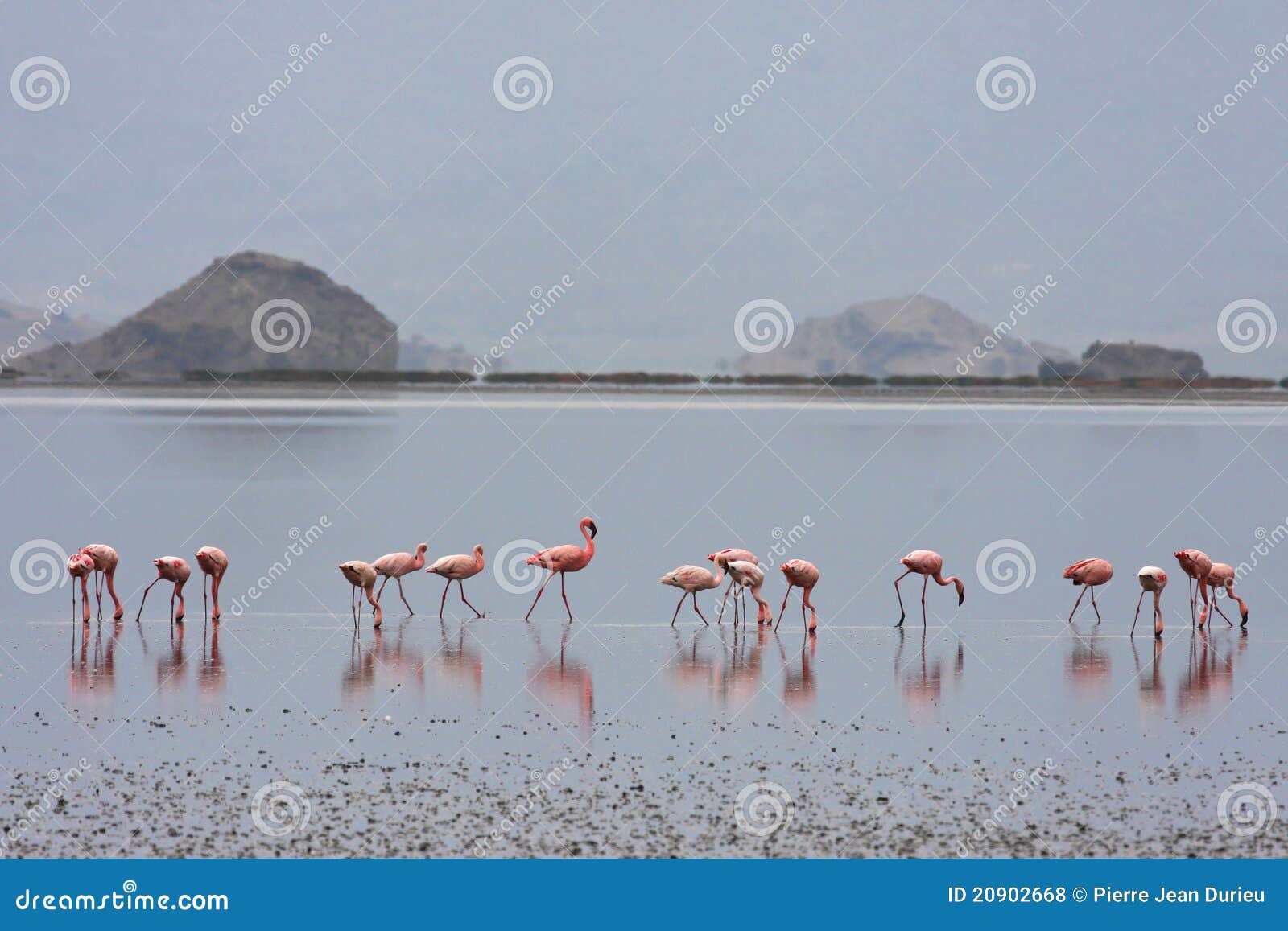 flamingos lake natron flamingos lake natron