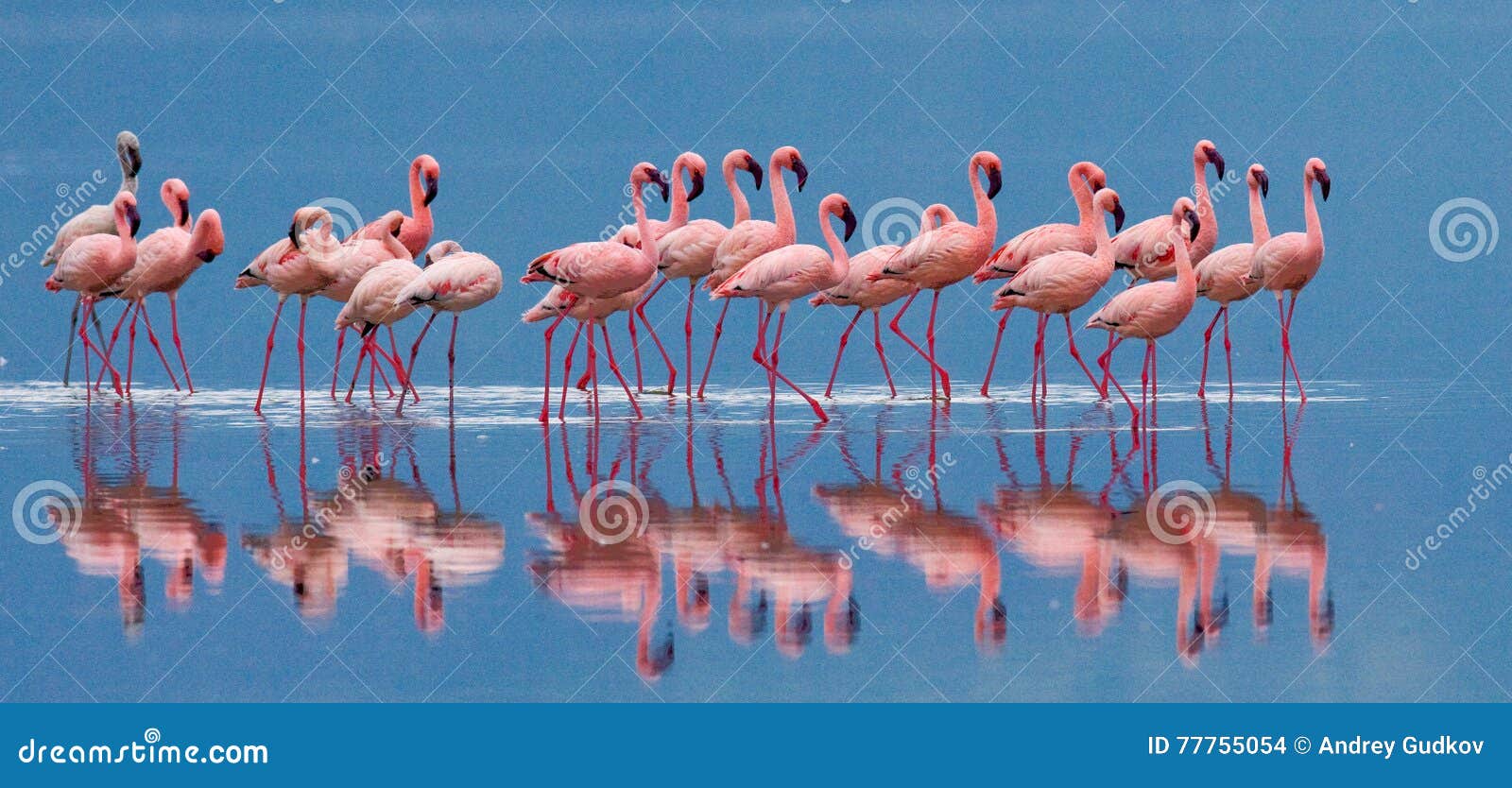 flamingos on the lake with reflection. kenya. africa. nakuru national park. lake bogoria national reserve.