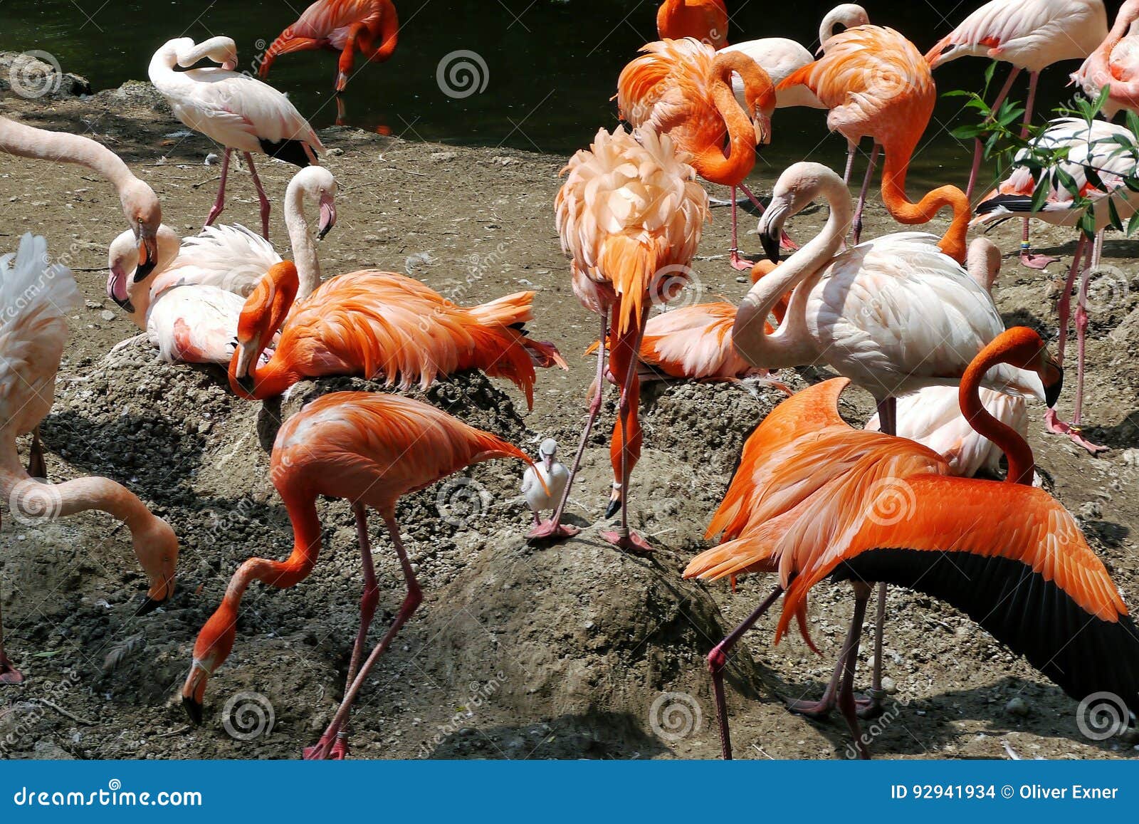 Flamingos na ação. Grupo vívido de flamingos