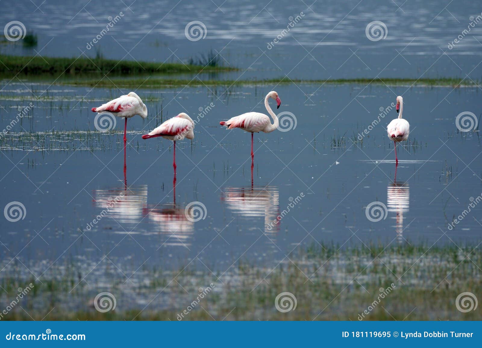 Flamingos Near Serengeti National Park Tanzania Africa Stock Image Image Of Park Caribbean Flamingos Near Serengeti National Park Tanzania Africa Stock Image Image Of Park Caribbean
