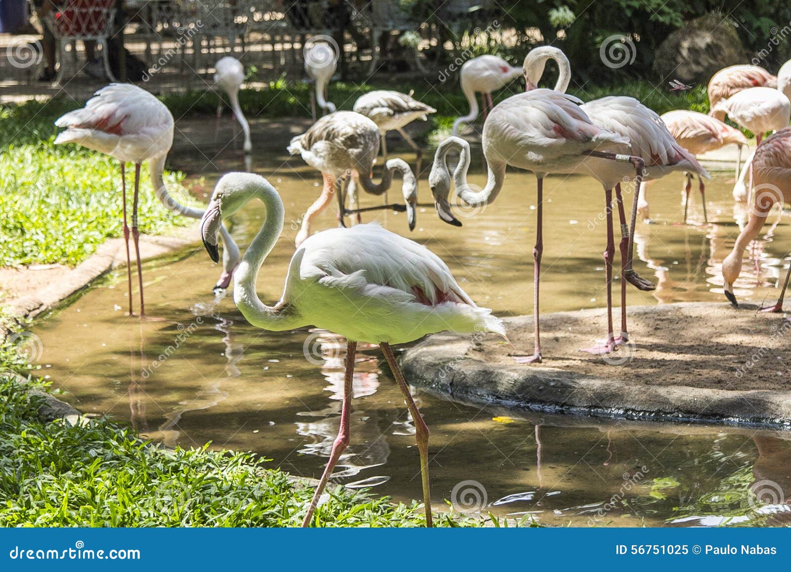 flamingos, parque das aves, foz do iguacu, brazil.
