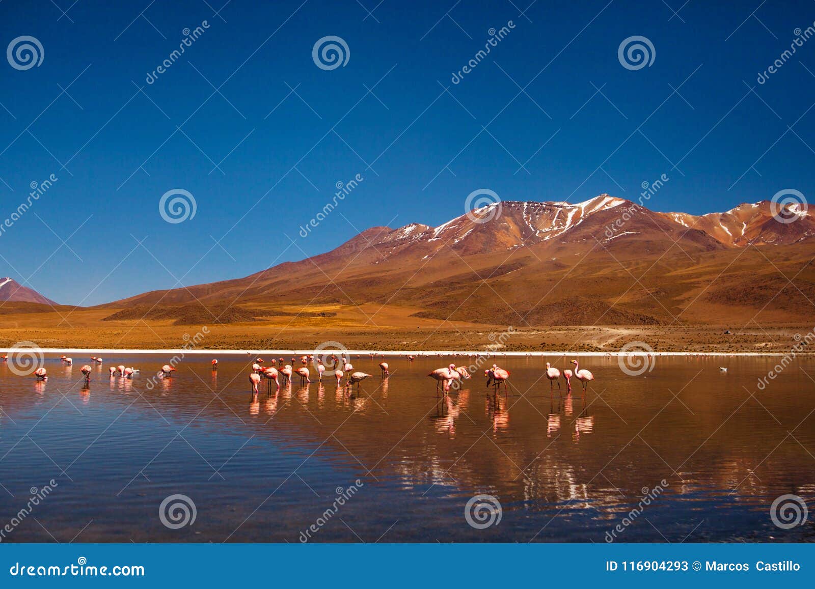 flamingos in reserva eduardo avaroa, bolivia salar de uyuni altiplano