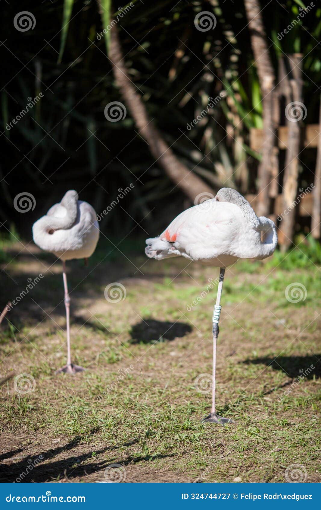 flamingos resting in zoolÃÂ³gico de cÃÂ³rdoba, espaÃÂ±a