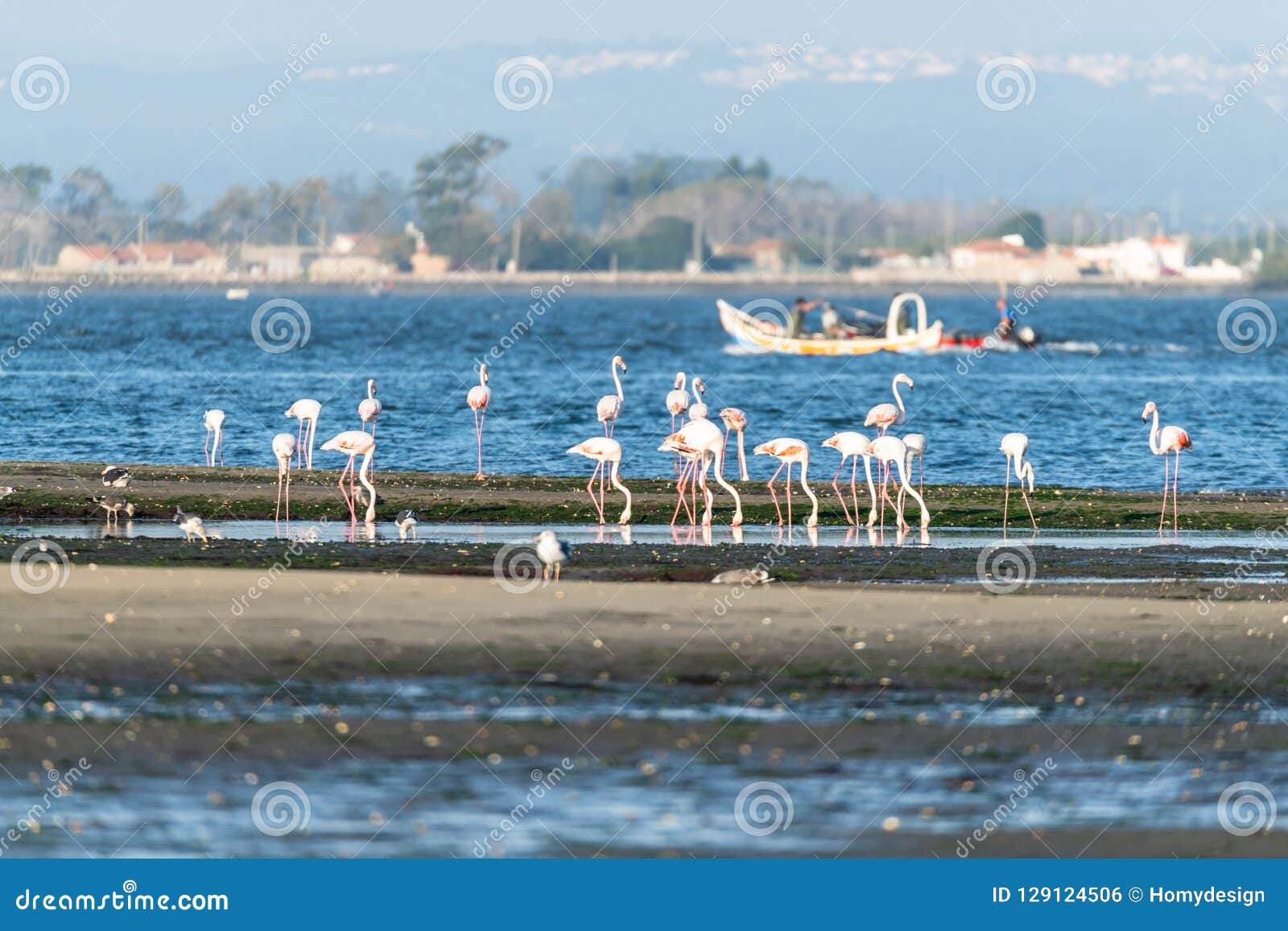 flamingos at ria de aveiro delta