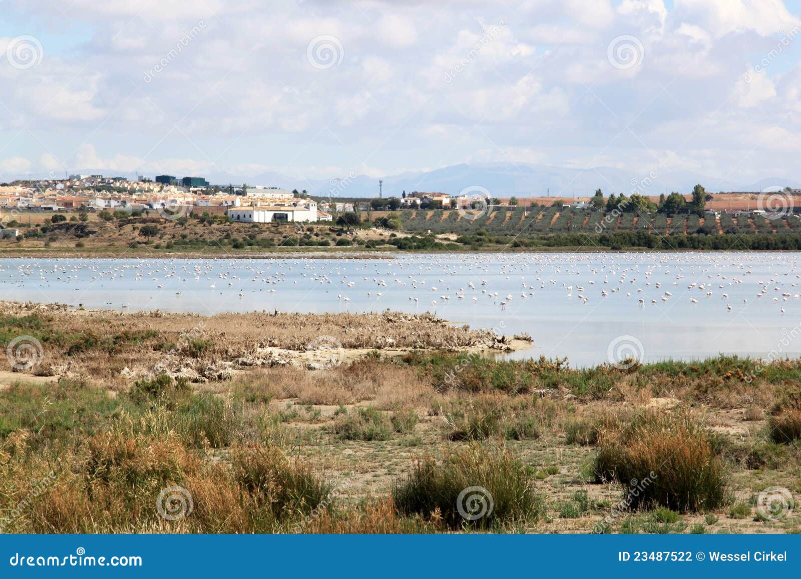 flamingos in spanish lake fuente de piedra